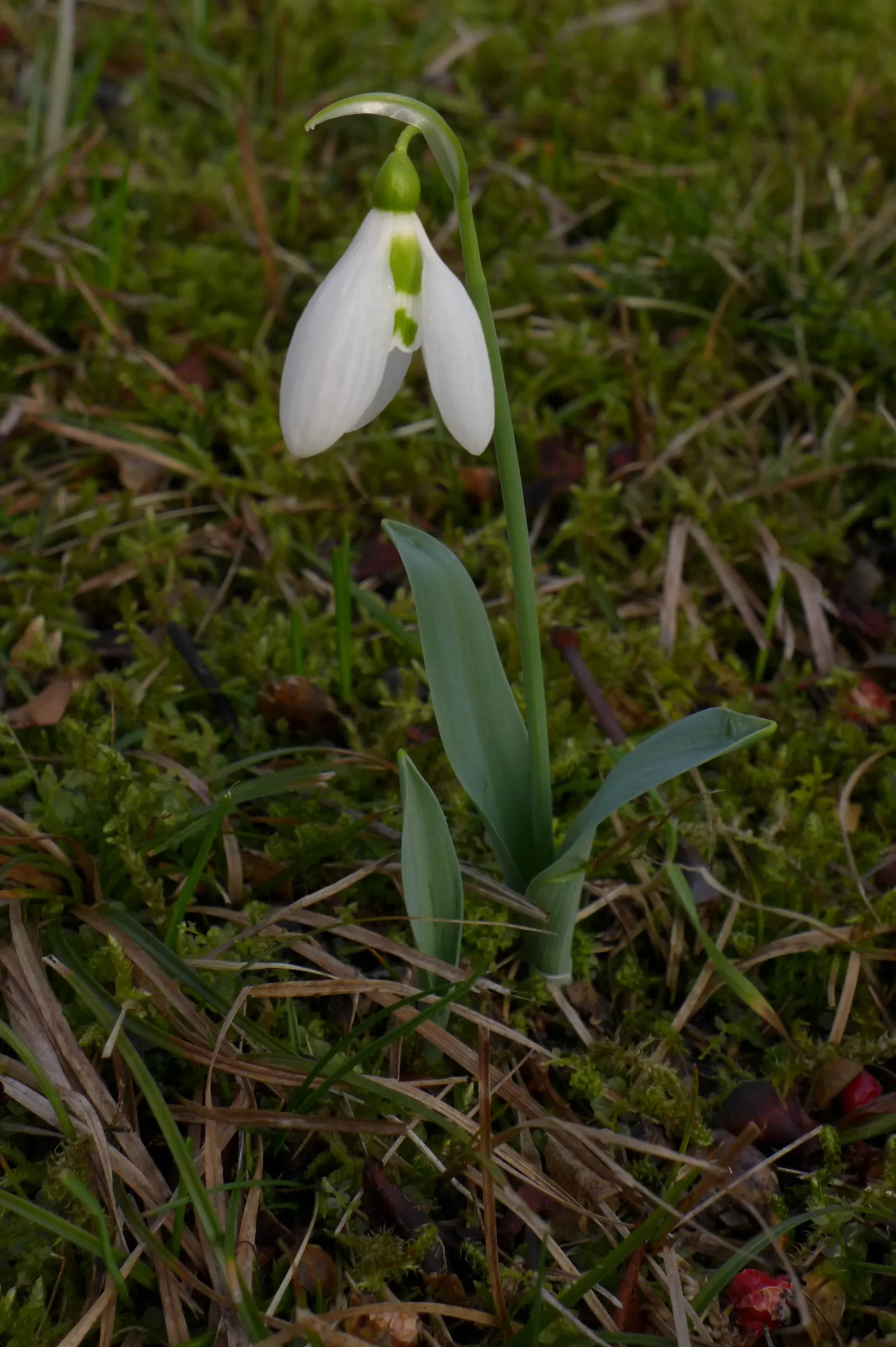 Giant Snow Drop (Galanthus Elwesii) — Typically flowering from late winter to early spring; this species stands taller than its common snowdrop counterparts