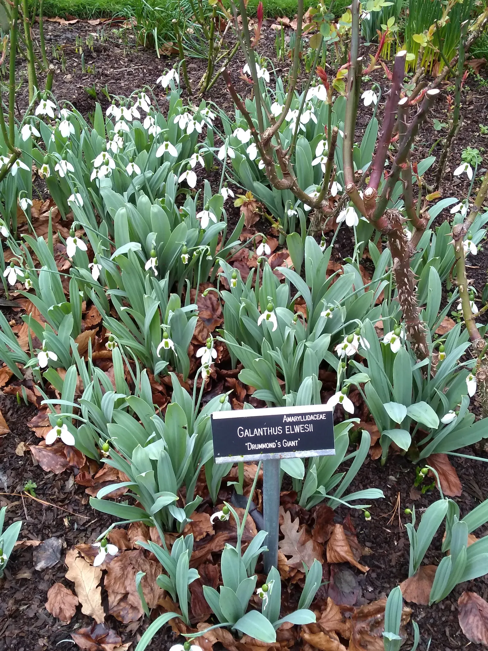 Giant Snow Drop (Galanthus Elwesii) — white flowers in the garden; is a captivating bulbous perennial that heralds the arrival of spring with its elegant