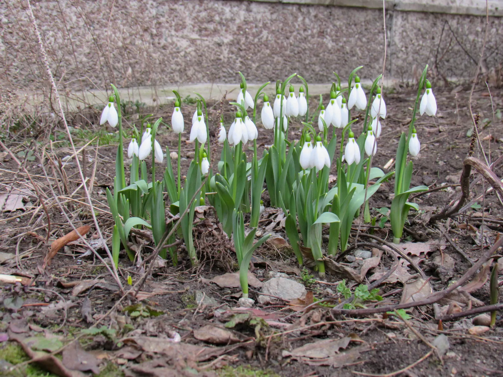 Giant Snow Drop (Galanthus Elwesii) — is a captivating bulbous perennial that heralds the arrival of spring with its elegant; renowned for its larger flowers