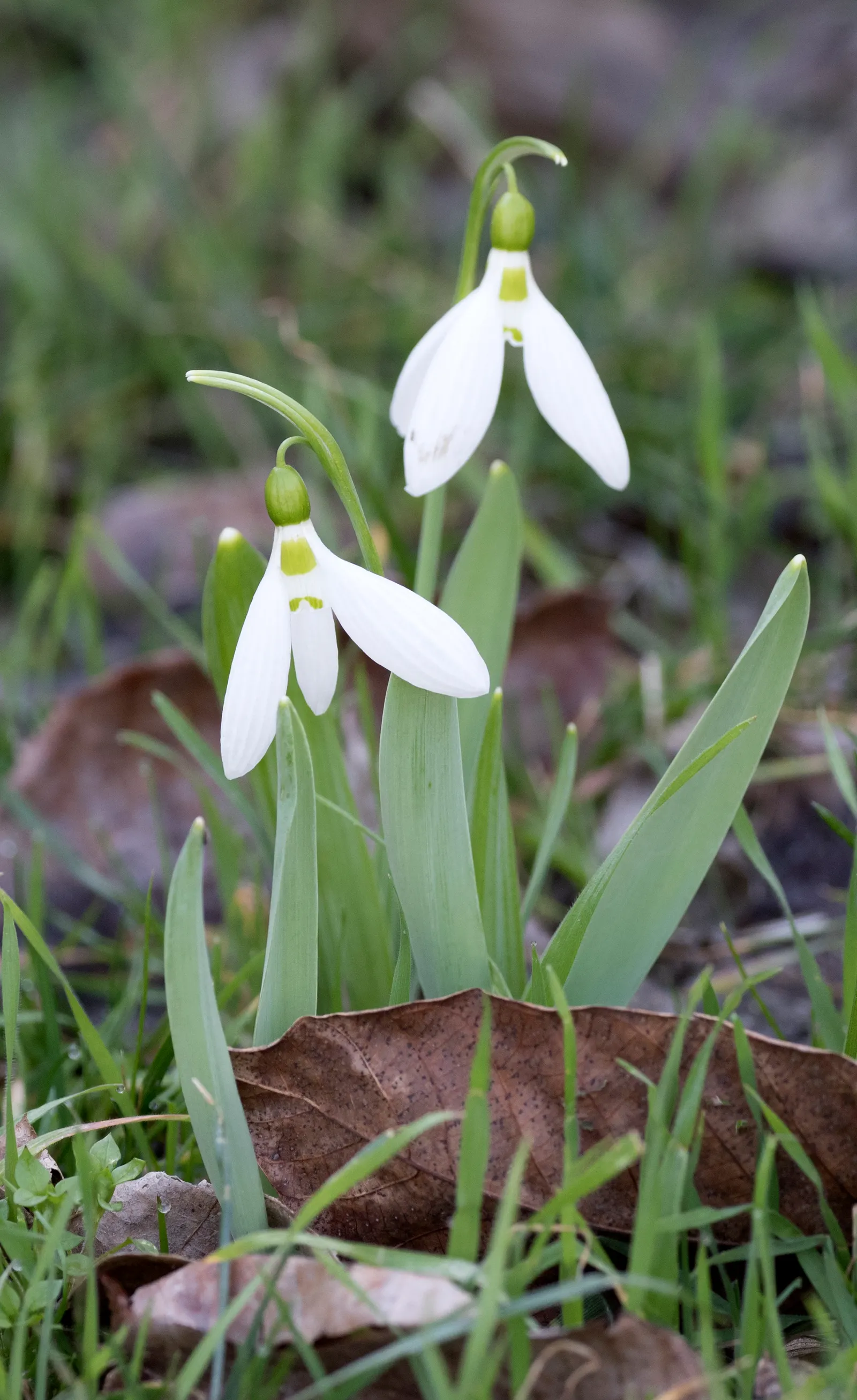 Giant Snow Drop (Galanthus Elwesii) — reaching heights of 6 to 8 inches; reaching heights of approximately 6 to 12 inches, image 77