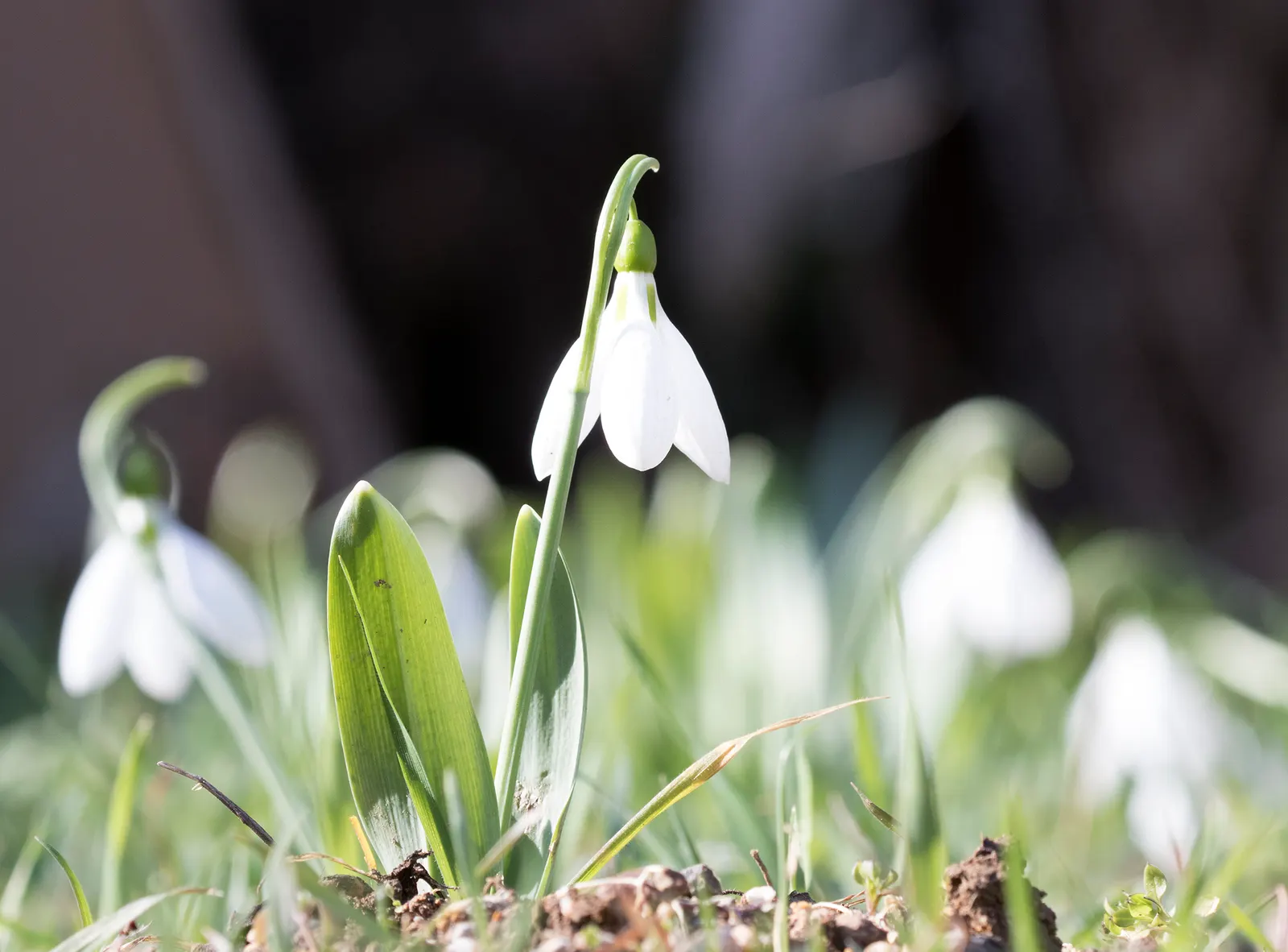 Giant Snow Drop (Galanthus Elwesii) — consider incorporating these bulbs in clusters to achieve a striking visual effect each spring