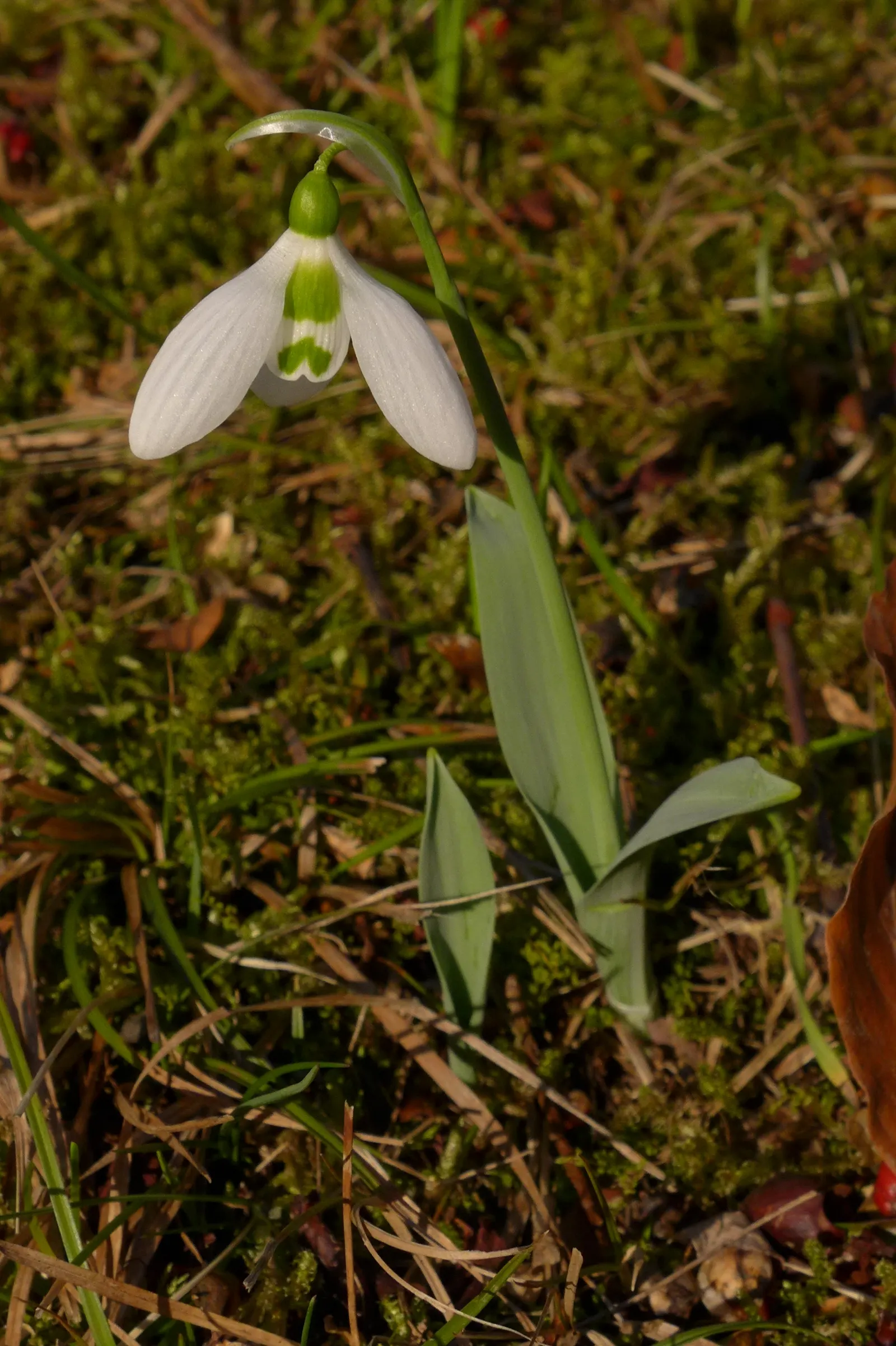 Giant Snow Drop (Galanthus Elwesii) — Hardy in zones 3-9, it naturalizes over time, creating a charming white carpet effect; the Giant Snowdrop is relatively