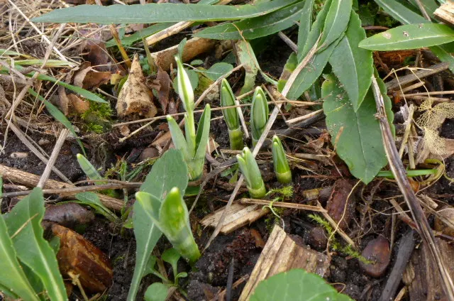 Giant Snow Drop (Galanthus Elwesii) — Hardy in zones 3-9, it naturalizes over time, creating a charming white carpet effect; the Giant Snowdrop is, image 82