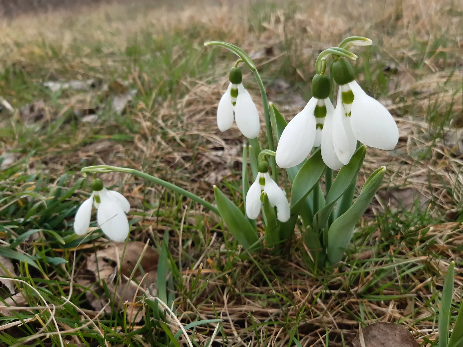 Giant Snow Drop (Galanthus Elwesii) — is a graceful early spring bulbous perennial; this species boasts elegant white drooping blooms, image 76