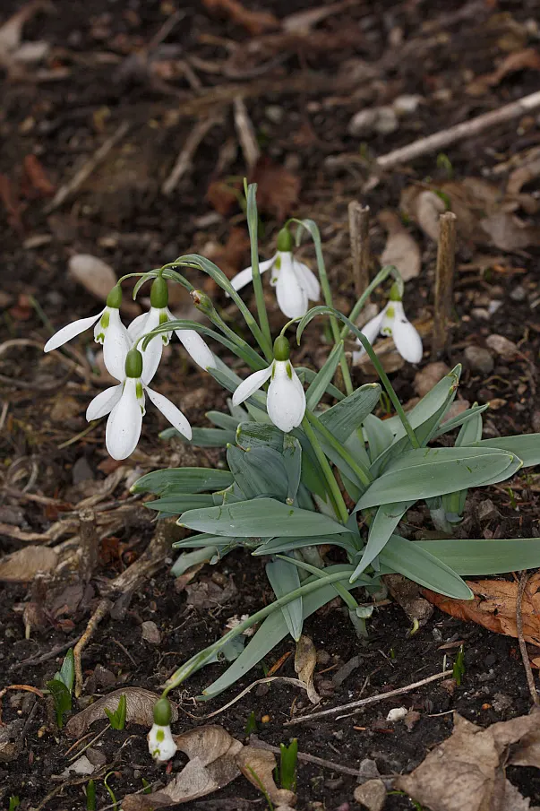 Giant Snow Drop (Galanthus Elwesii) — each petal marked with a distinctive green spot; hardy in zones 3-9, it naturalizes over time, creating a, image 80