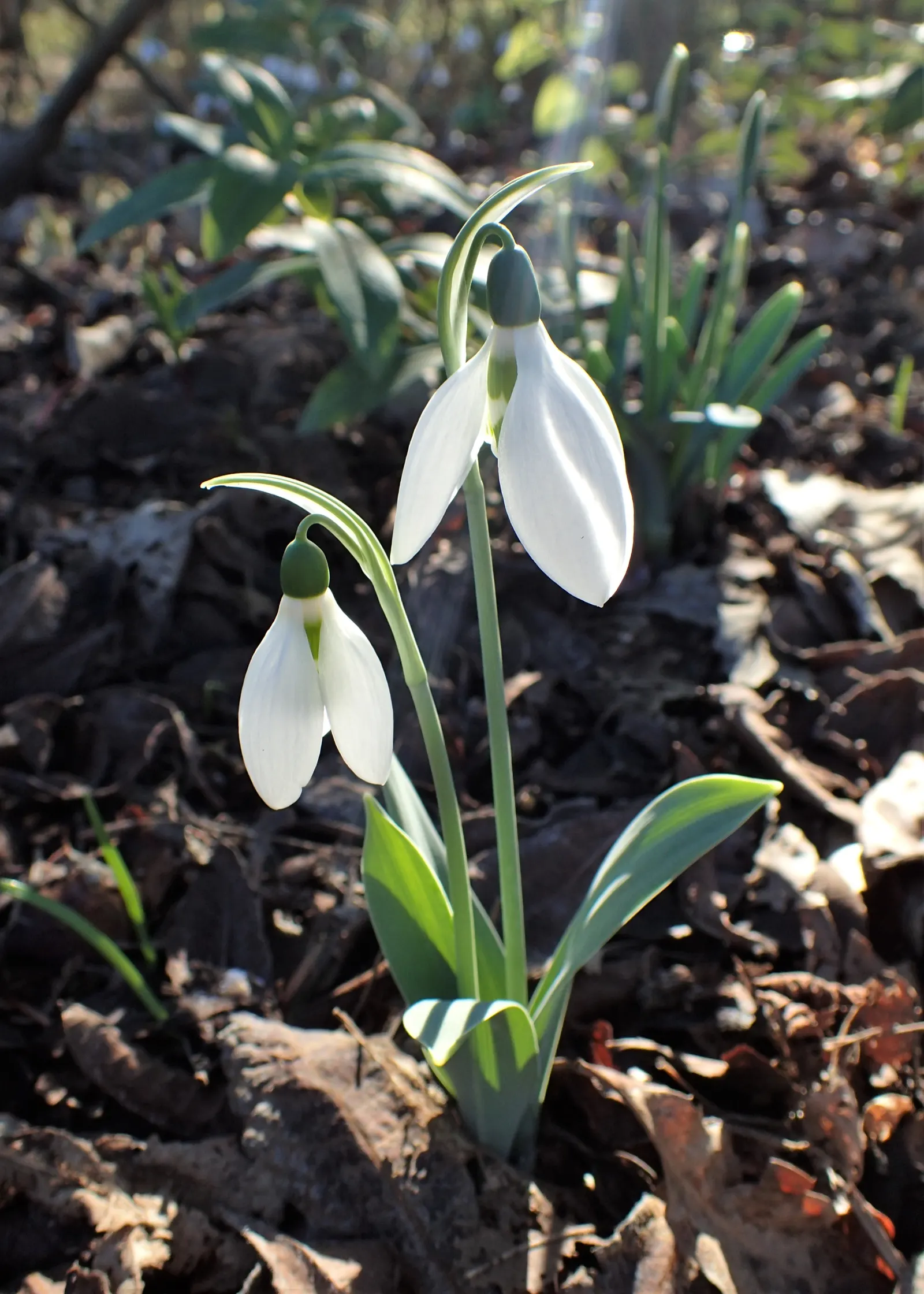 Giant Snow Drop (Galanthus Elwesii) — each petal marked with a distinctive green spot
