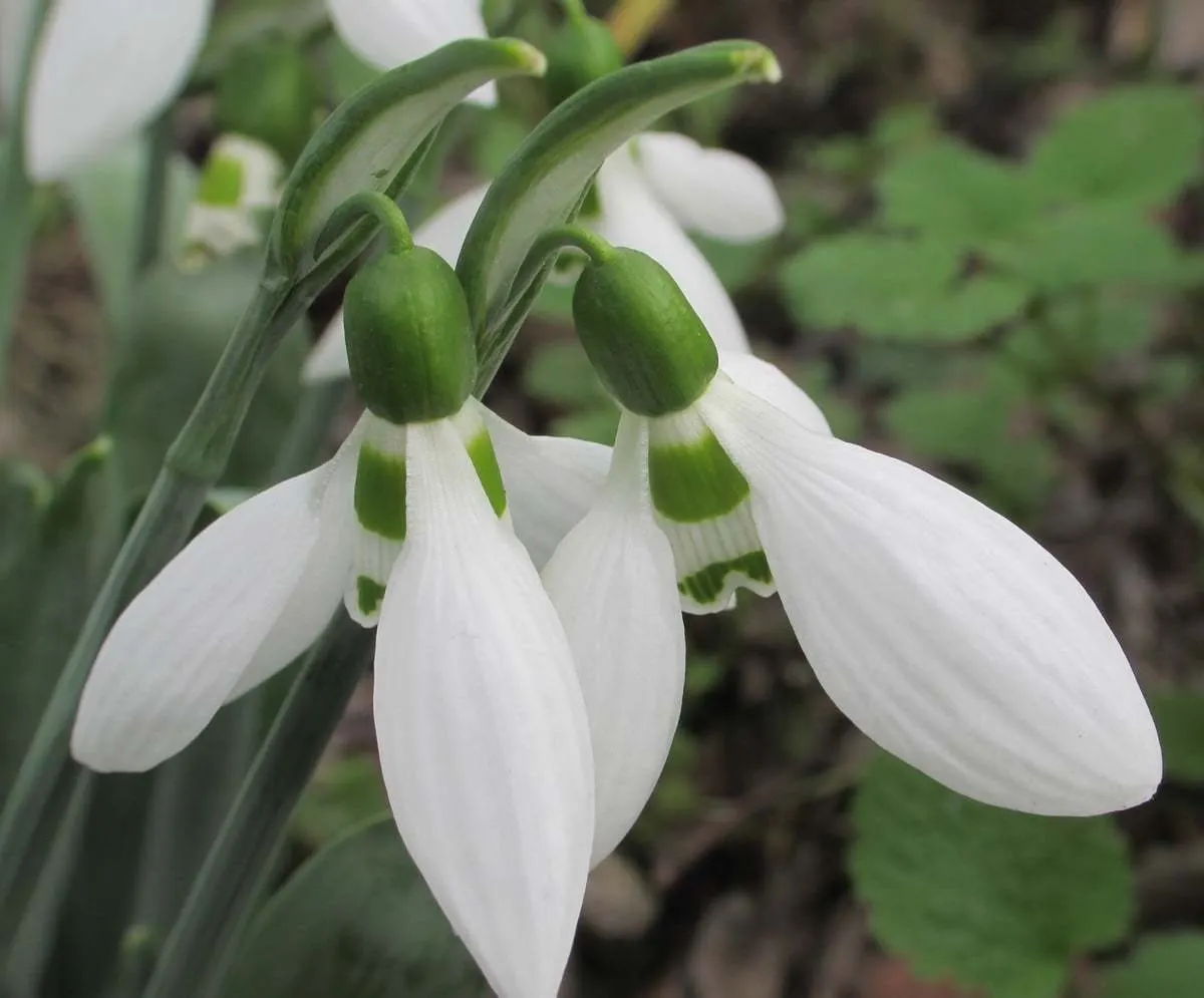 Giant Snow Drop (Galanthus Elwesii) — Ideally planted in clusters, it thrives in partial shade to full sunlight and well-drained soil