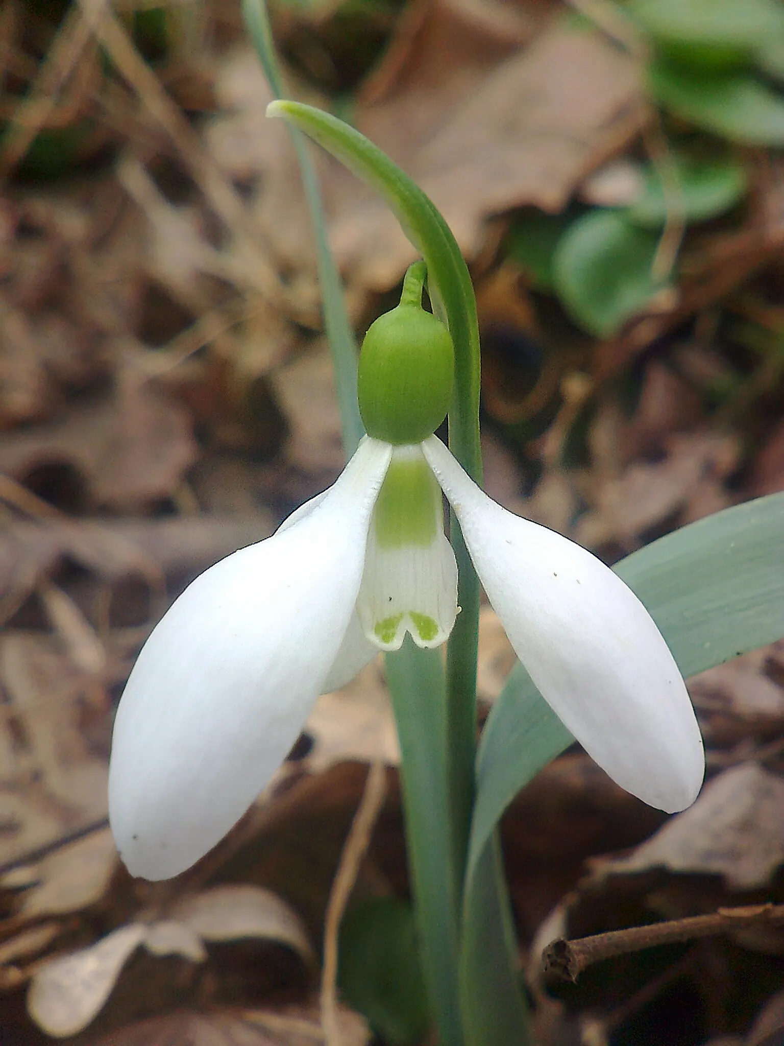 Giant Snow Drop (Galanthus Elwesii) — each petal marked with a distinctive green spot; hardy in zones 3-9, it naturalizes over time, creating a charming white
