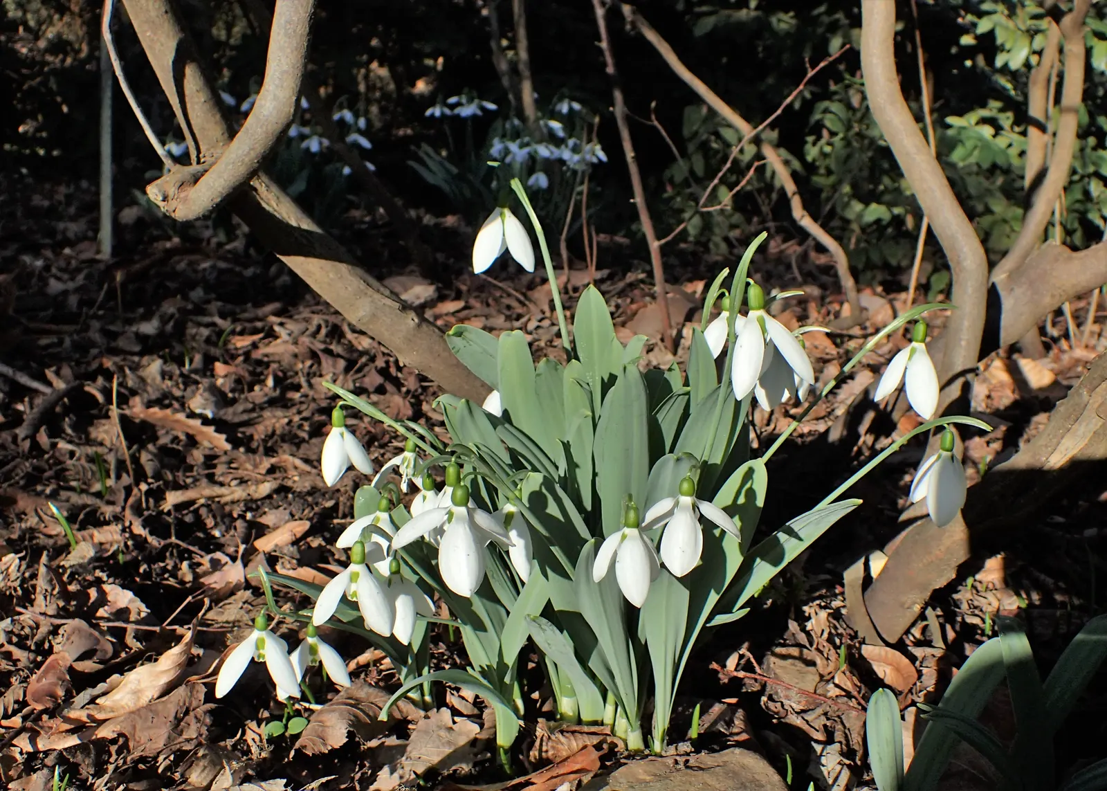 Giant Snow Drop (Galanthus Elwesii) — strap-shaped foliage spreads around 3 to 4 inches wide
