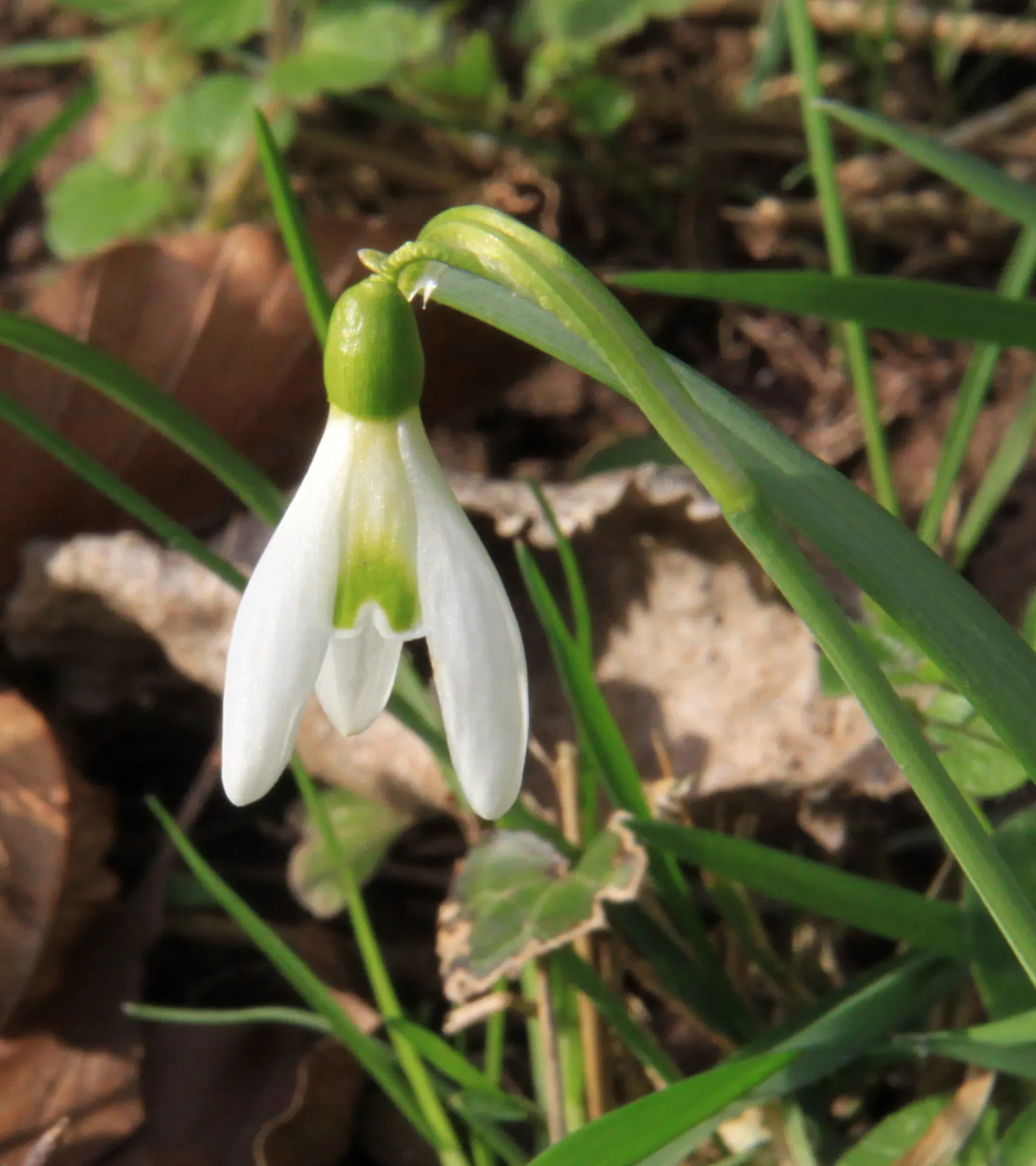 Giant Snow Drop (Galanthus Elwesii) — well-drained soil with a pH that ranges from neutral to slightly alkaline.<br><br>When designing a landscape, image 69