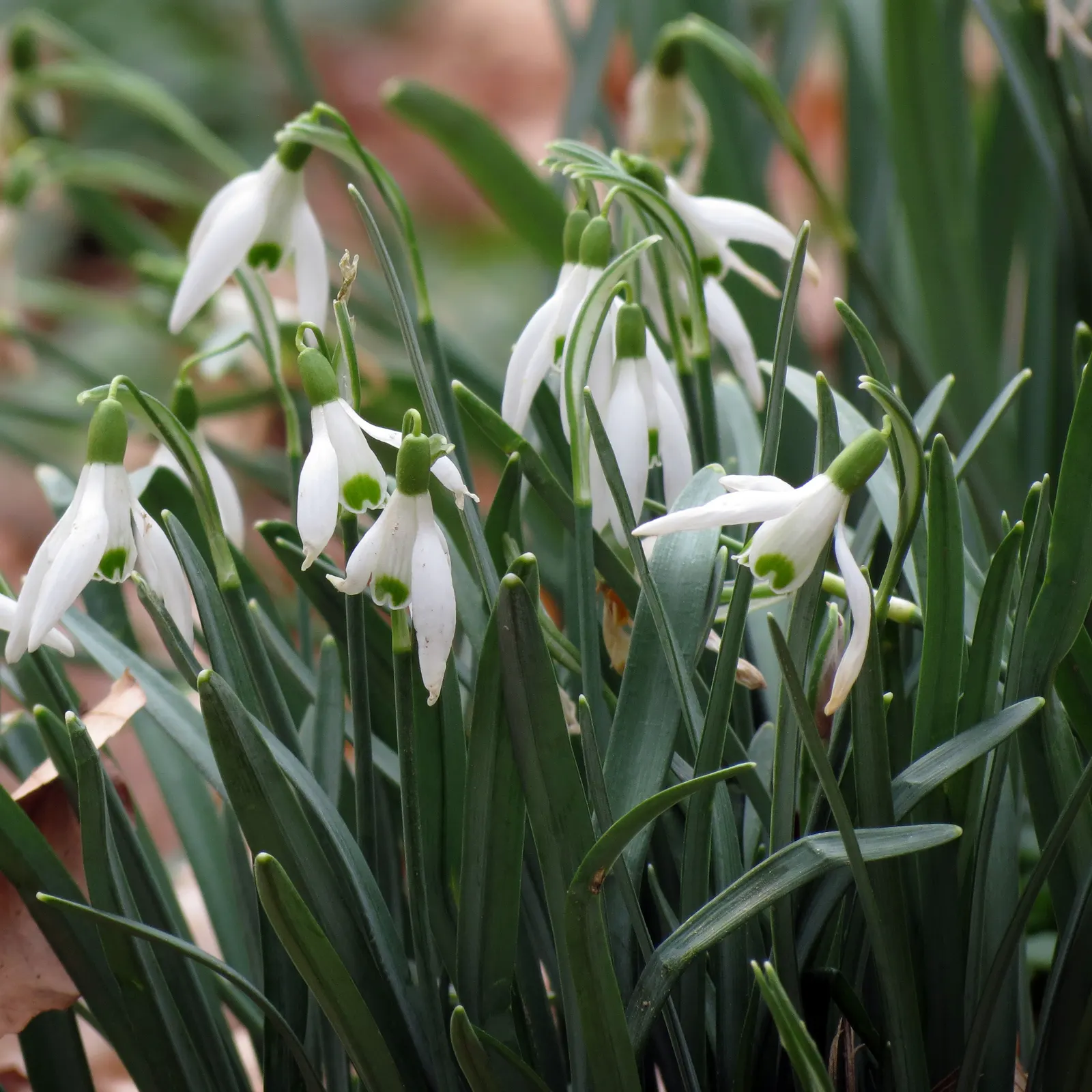 Giant Snow Drop (Galanthus Elwesii) — well-drained soil with a pH that ranges from neutral to slightly alkaline.<br><br>When designing a landscape