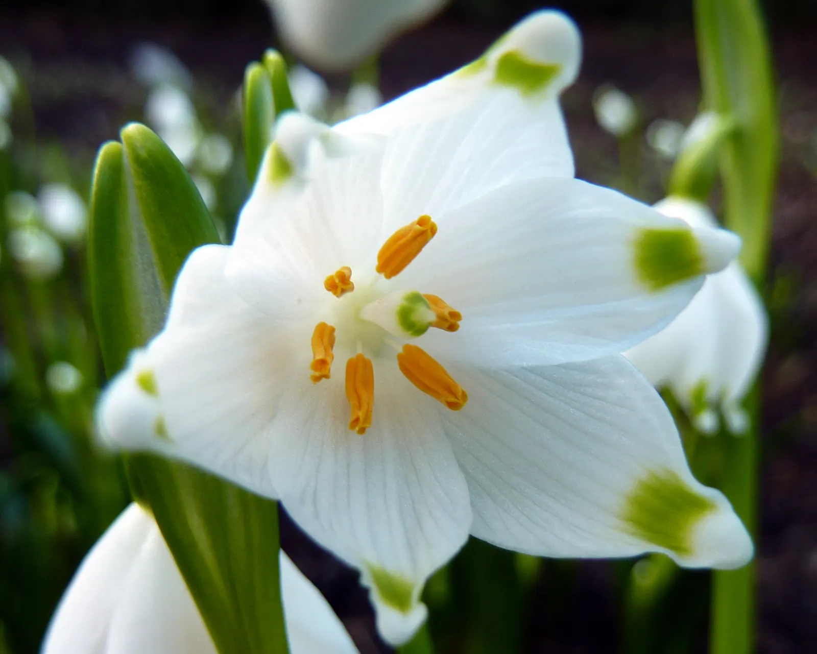Giant Snow Drop (Galanthus Elwesii) — this species boasts elegant white drooping blooms; bulb for full or half, image 79