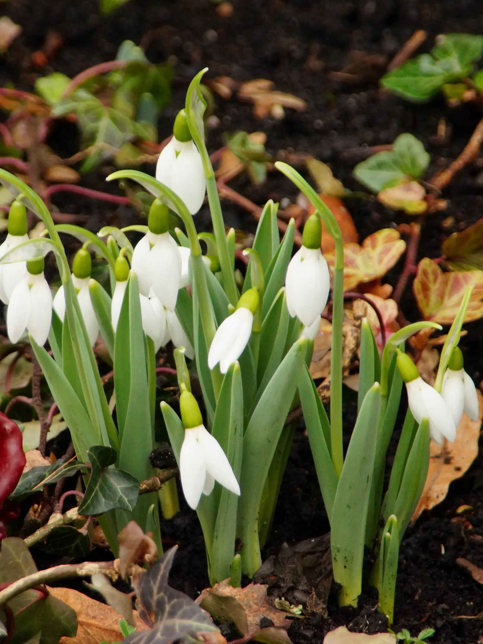 Giant Snow Drop (Galanthus Elwesii) — is a graceful early spring bulbous perennial; this species boasts elegant white drooping blooms, image 51