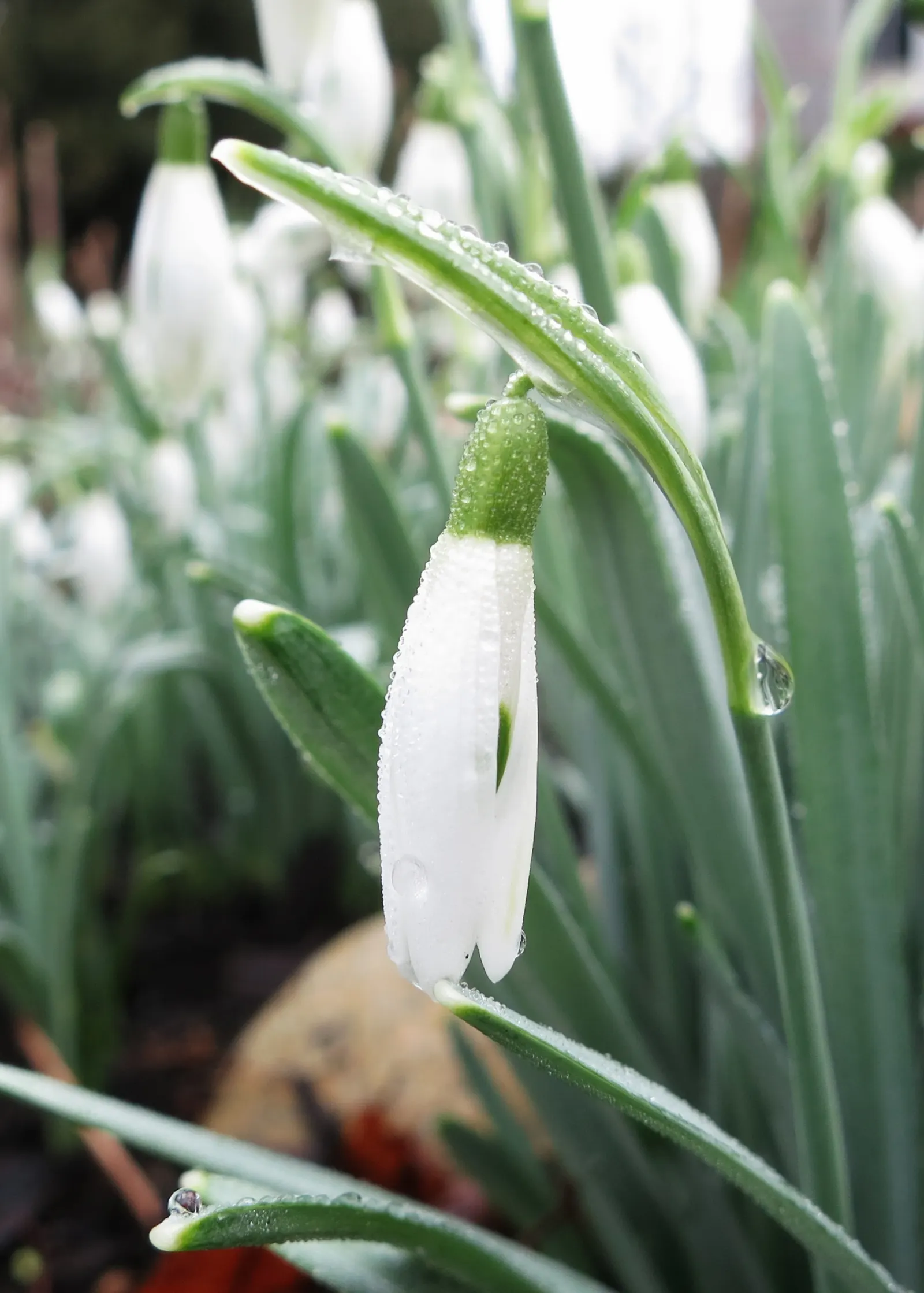 Giant Snow Drop (Galanthus Elwesii) — bulb with white blooms