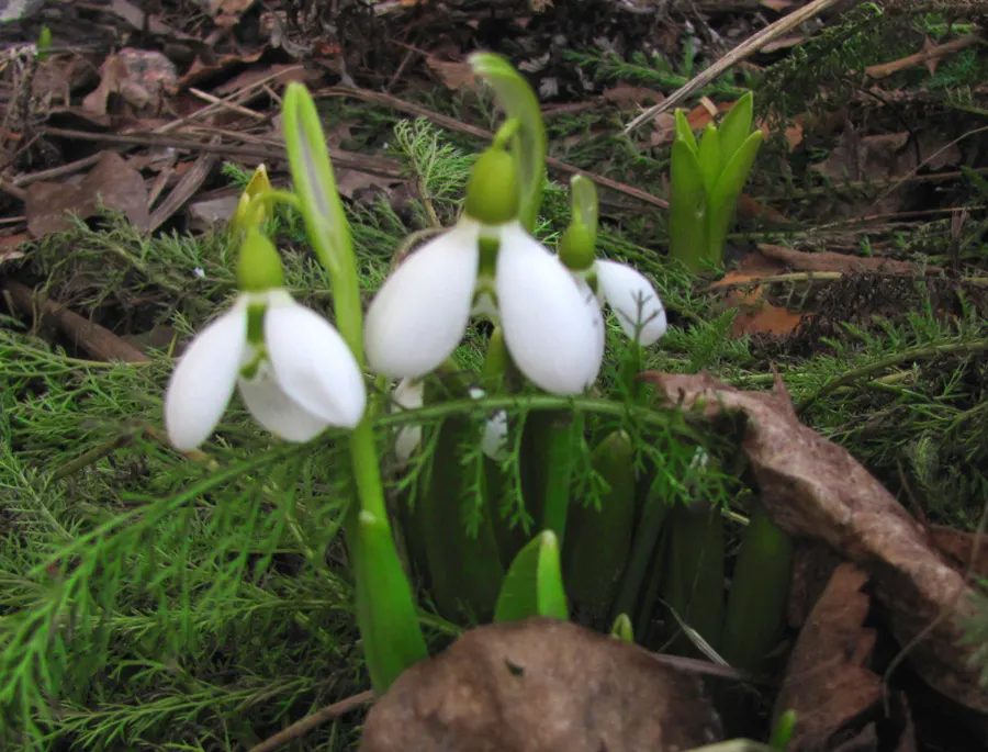 Giant Snow Drop (Galanthus Elwesii) — Renowned for its larger flowers; the Giant Snowdrop performs best in rich, image 78