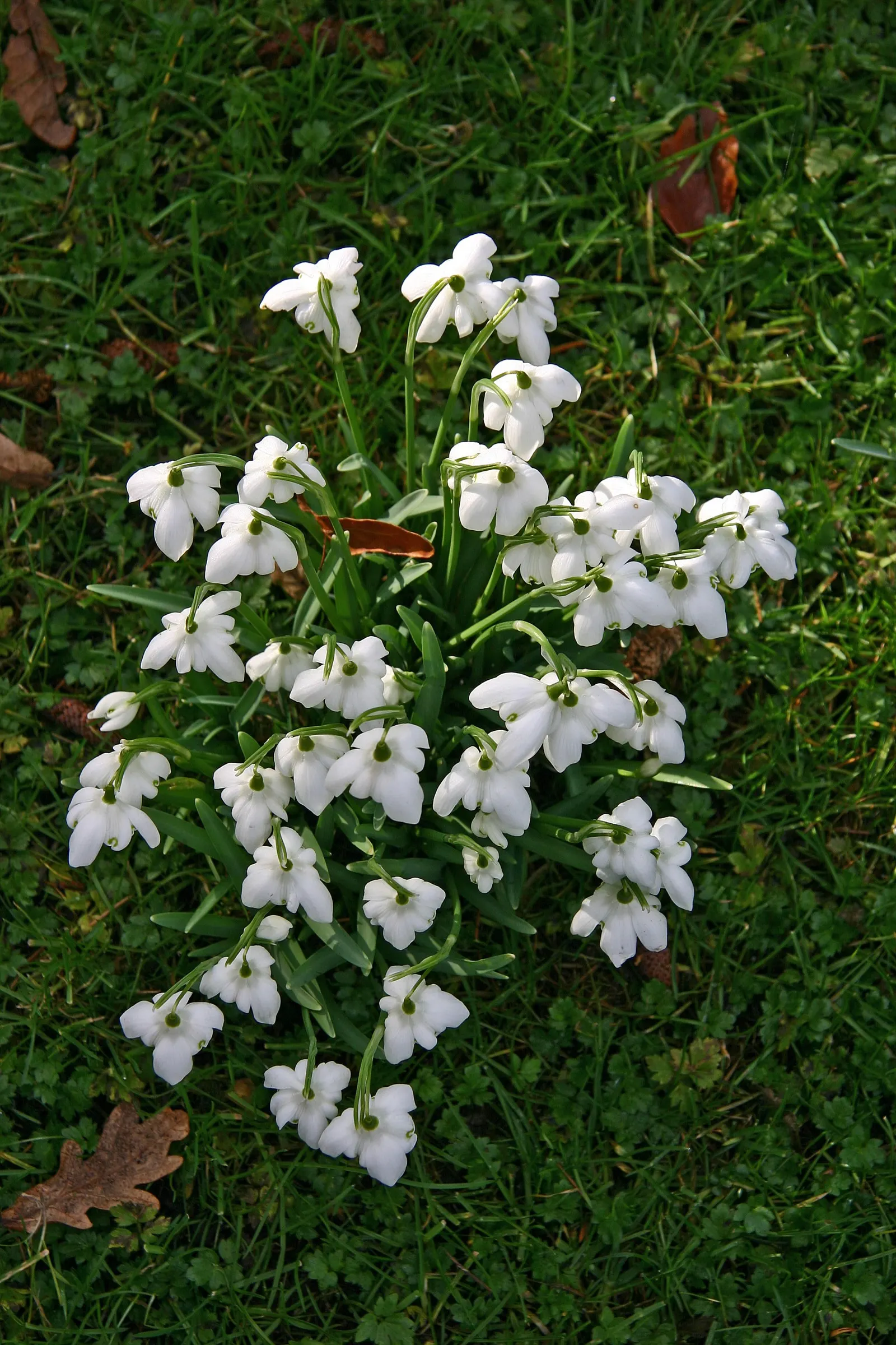 Giant Snow Drop (Galanthus Elwesii) — The Giant Snowdrop performs best in rich; white flowers in the garden