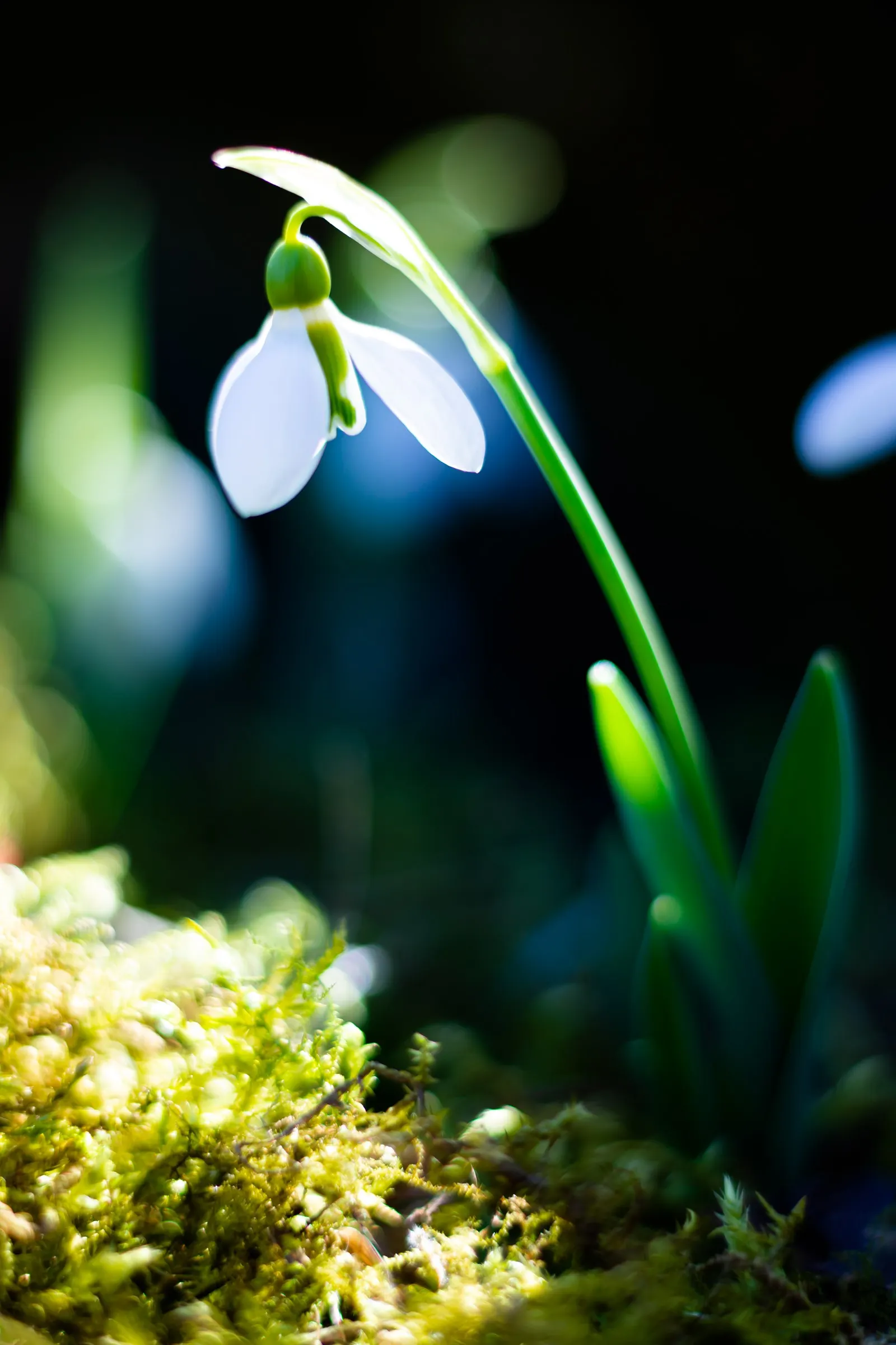 Giant Snow Drop (Galanthus Elwesii) — It is well-suited to naturalizing under deciduous trees; typically flowering from late winter to early spring, image 66