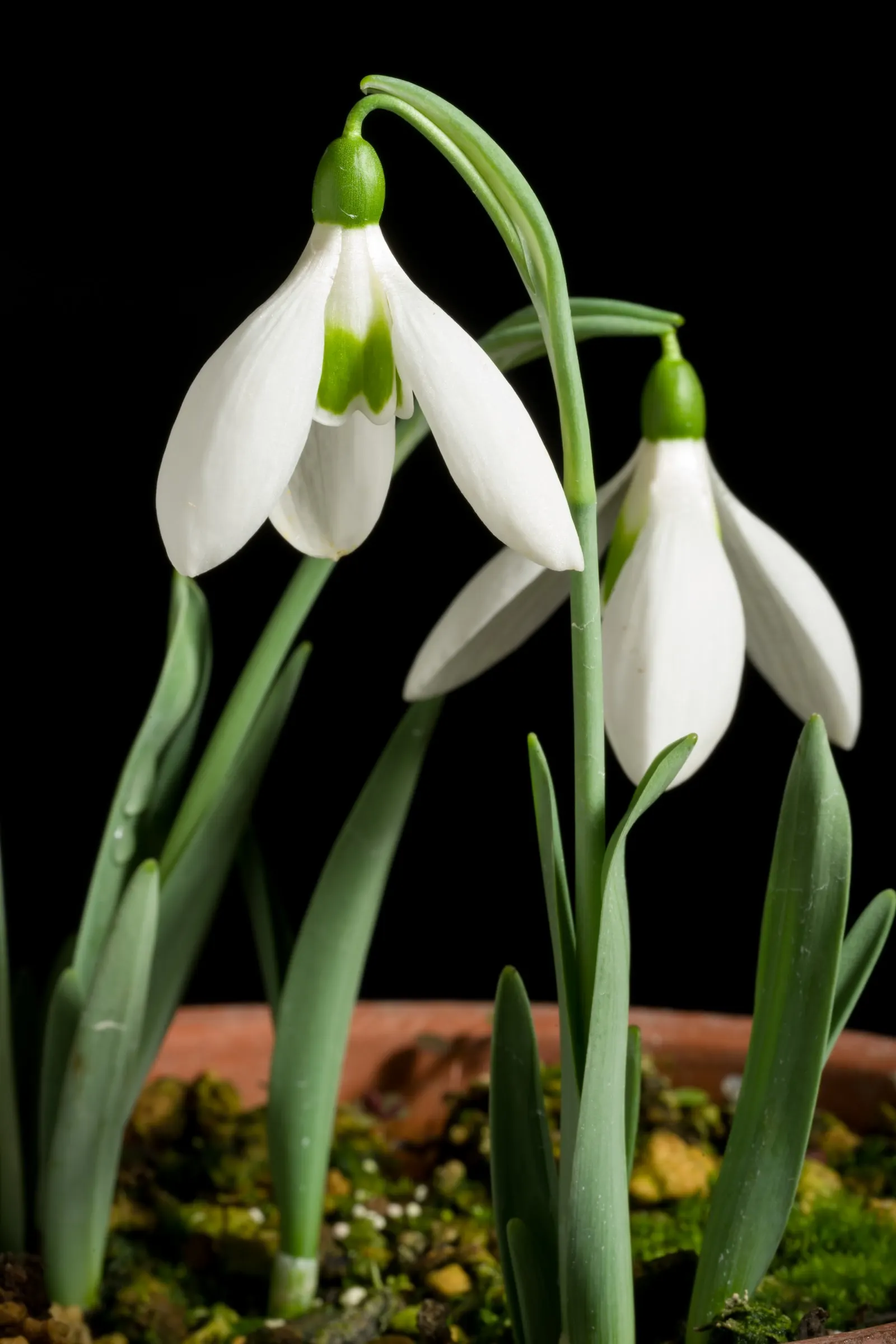 Giant Snow Drop (Galanthus Elwesii) — Hardy in zones 3-9, it naturalizes over time, creating a charming white carpet effect; the Giant Snowdrop is, image 57