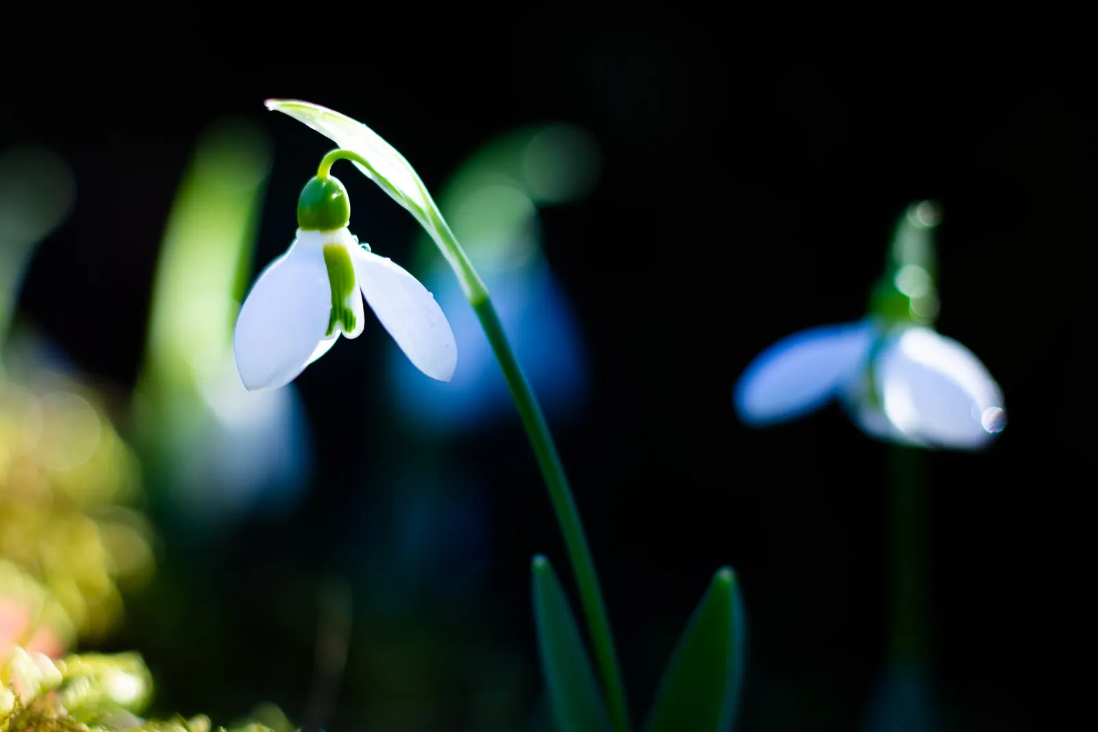 Giant Snow Drop (Galanthus Elwesii) — Typically flowering from late winter to early spring; this species stands taller than its common snowdrop, image 59