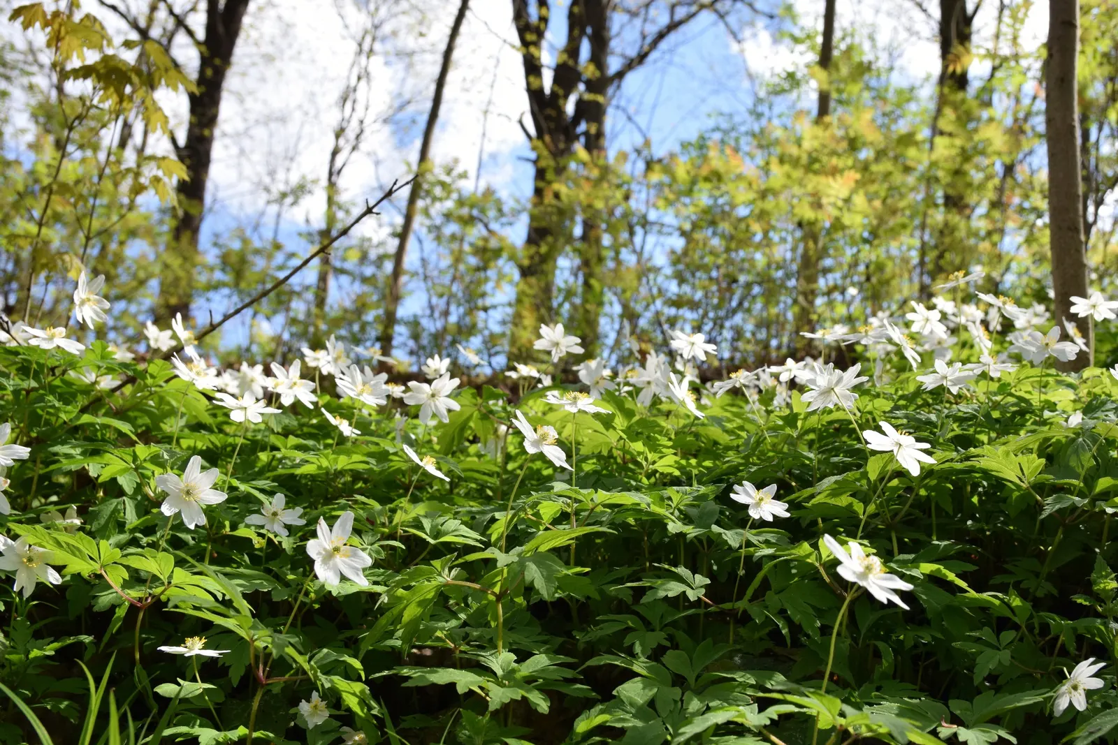 Giant Snow Drop (Galanthus Elwesii) — It is well-suited to naturalizing under deciduous trees
