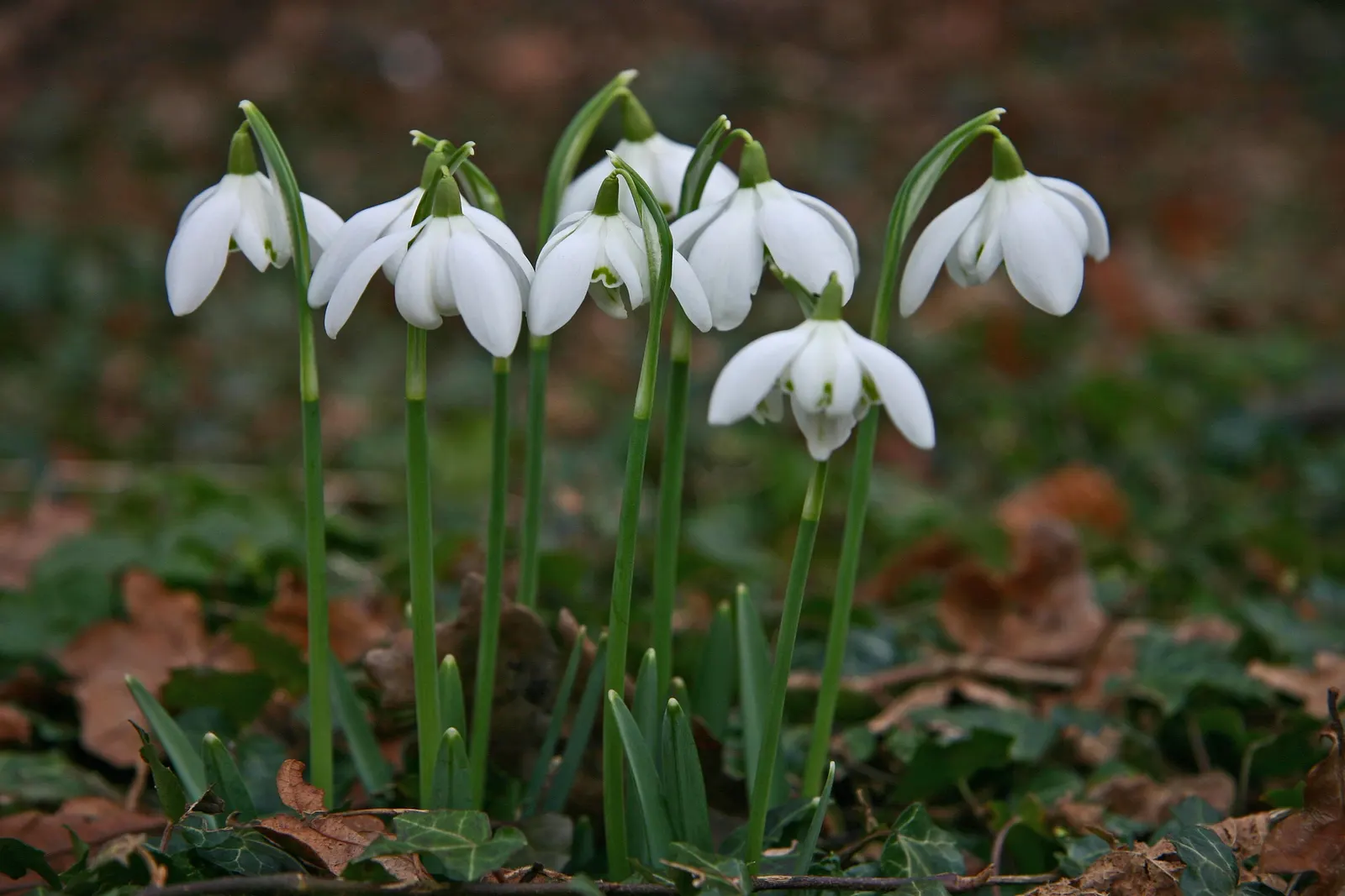 Giant Snow Drop (Galanthus Elwesii) — The Giant Snowdrop is relatively low maintenance; well-drained soil with a pH that ranges from neutral to, image 71