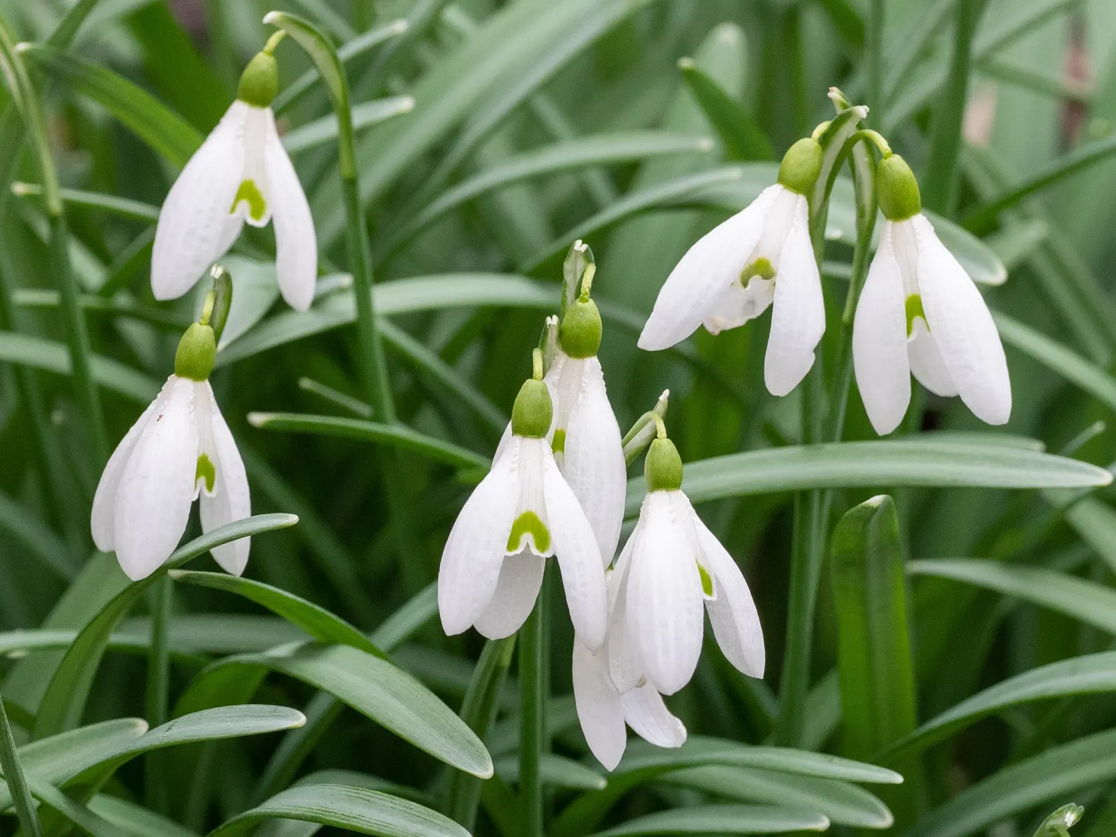 Giant Snow Drop (Galanthus Elwesii) — where it can form impressive drifts over time; it is well-suited to naturalizing under deciduous trees