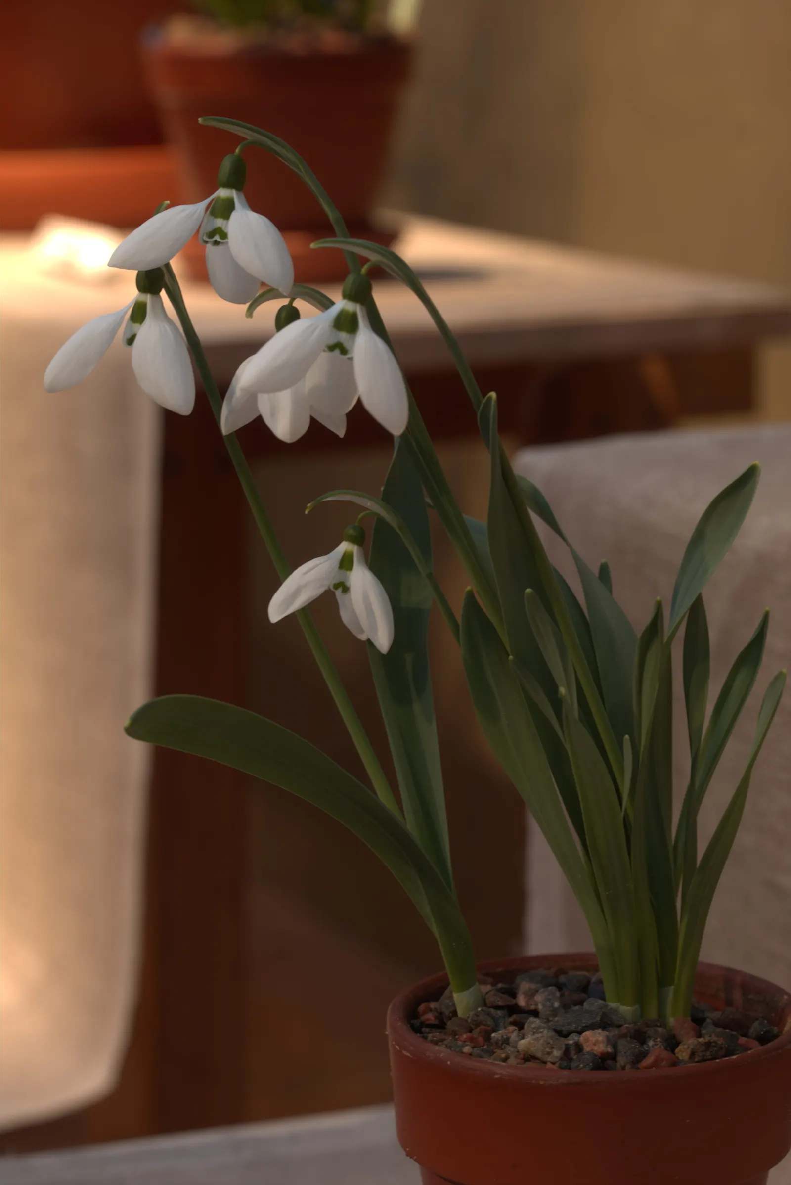 Giant Snow Drop (Galanthus Elwesii) — reaching heights of 6 to 8 inches; reaching heights of approximately 6 to 12 inches, image 52