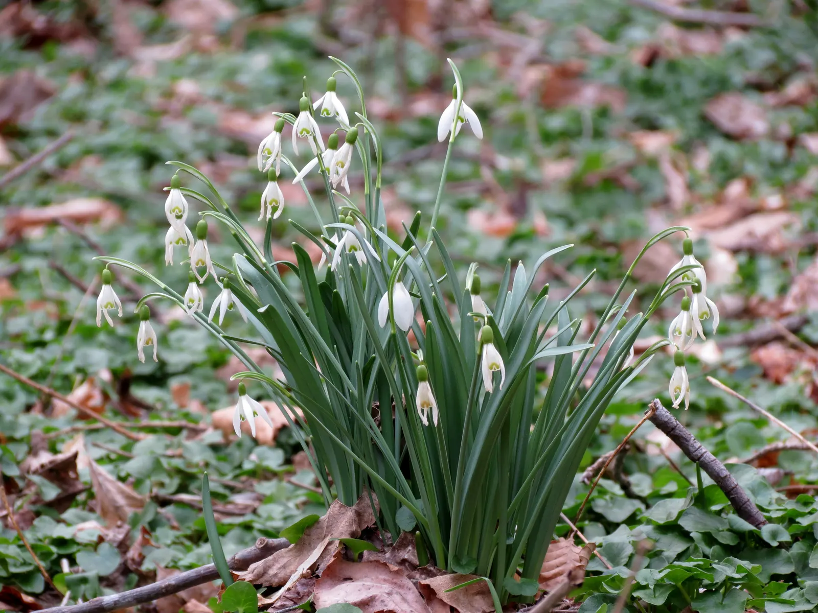 Giant Snow Drop (Galanthus Elwesii) — Hardy in zones 3-9, it naturalizes over time, creating a charming white carpet effect