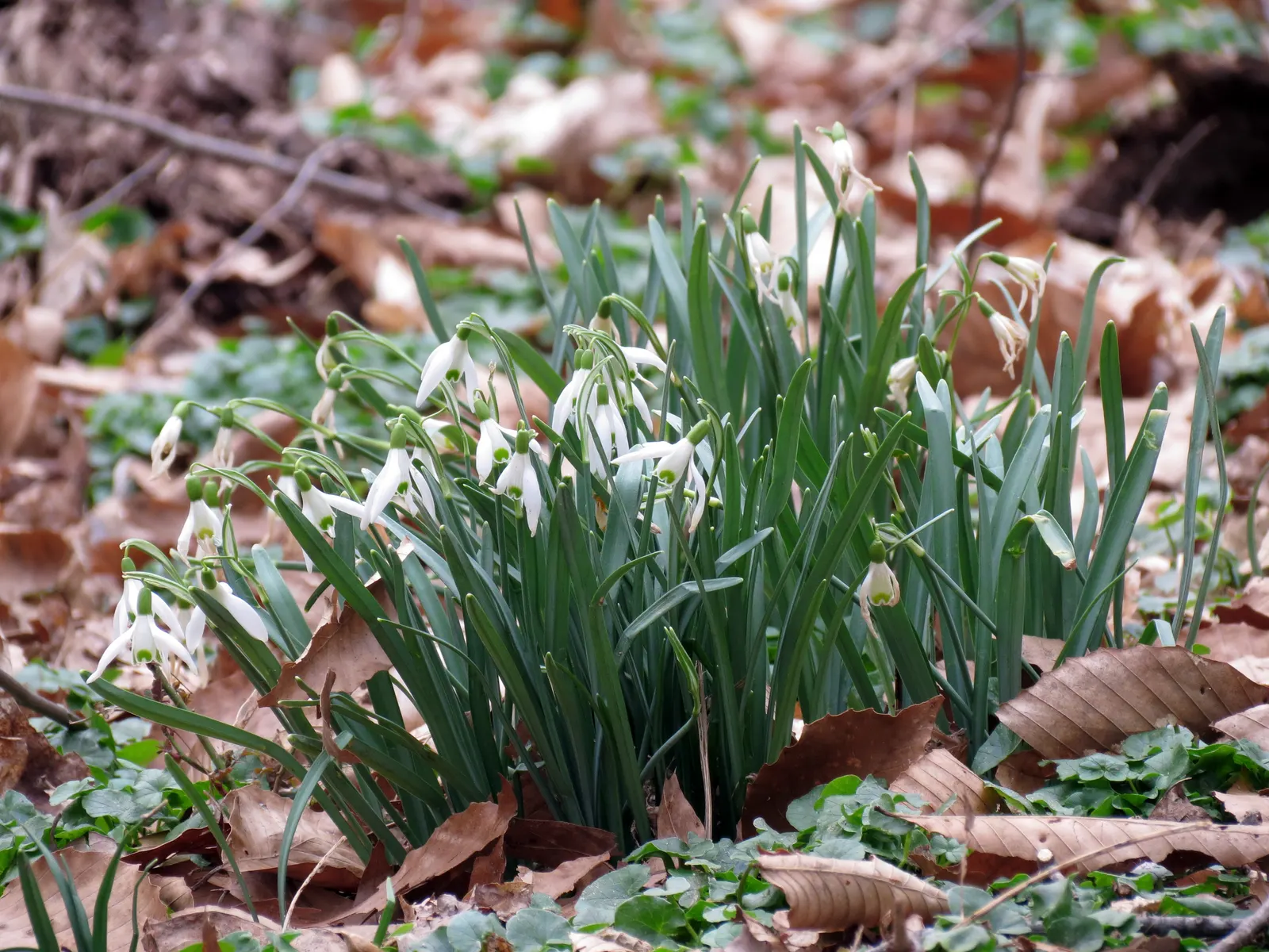 Giant Snow Drop (Galanthus Elwesii) — this species stands taller than its common snowdrop counterparts; where it can form impressive drifts over time