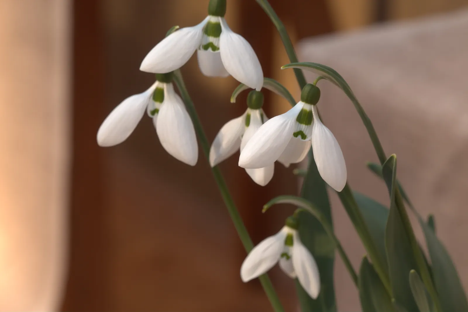 Giant Snow Drop (Galanthus Elwesii) — consider incorporating these bulbs in clusters to achieve a striking visual effect each spring; strap-shaped foliage