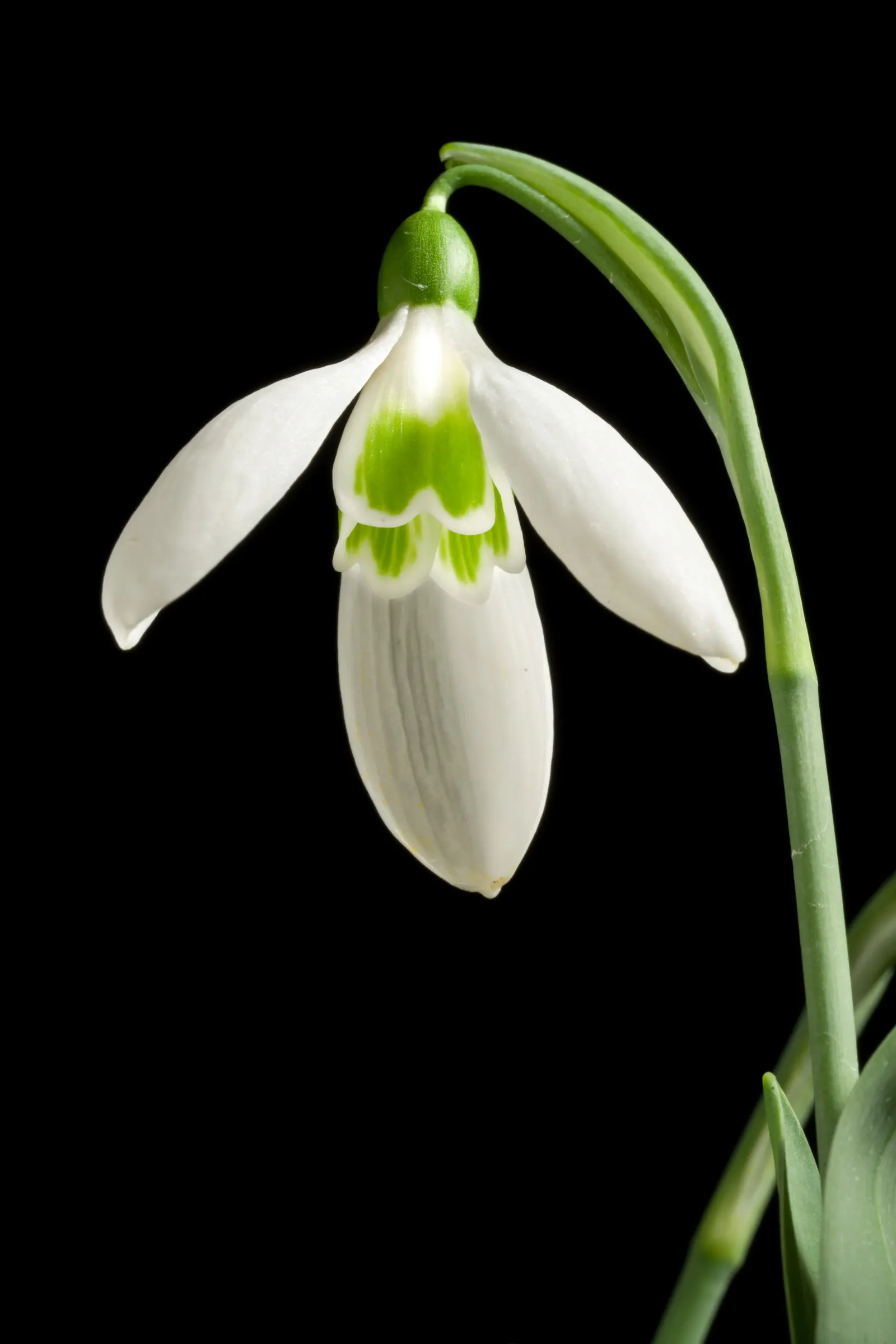 Giant Snow Drop (Galanthus Elwesii) — where it can form impressive drifts over time; it is well-suited to naturalizing under deciduous trees, image 67