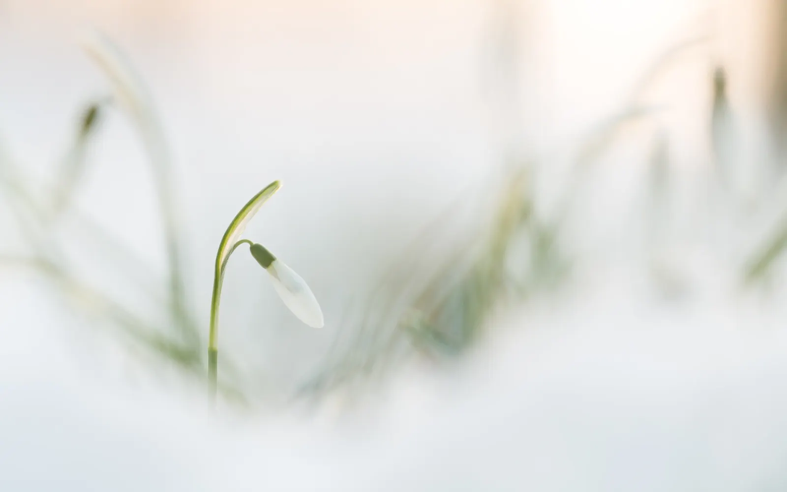 Giant Snow Drop (Galanthus Elwesii) — Ideally planted in clusters, it thrives in partial shade to full sunlight and well-drained soil; galanthus, image 56