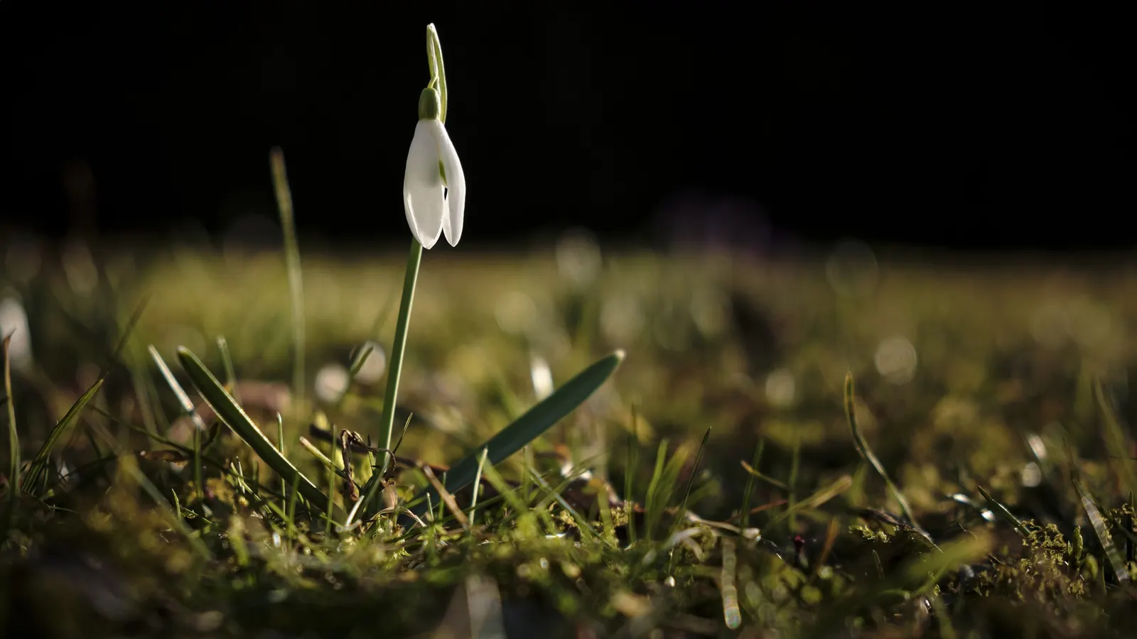 Giant Snow Drop (Galanthus Elwesii) — Typically flowering from late winter to early spring