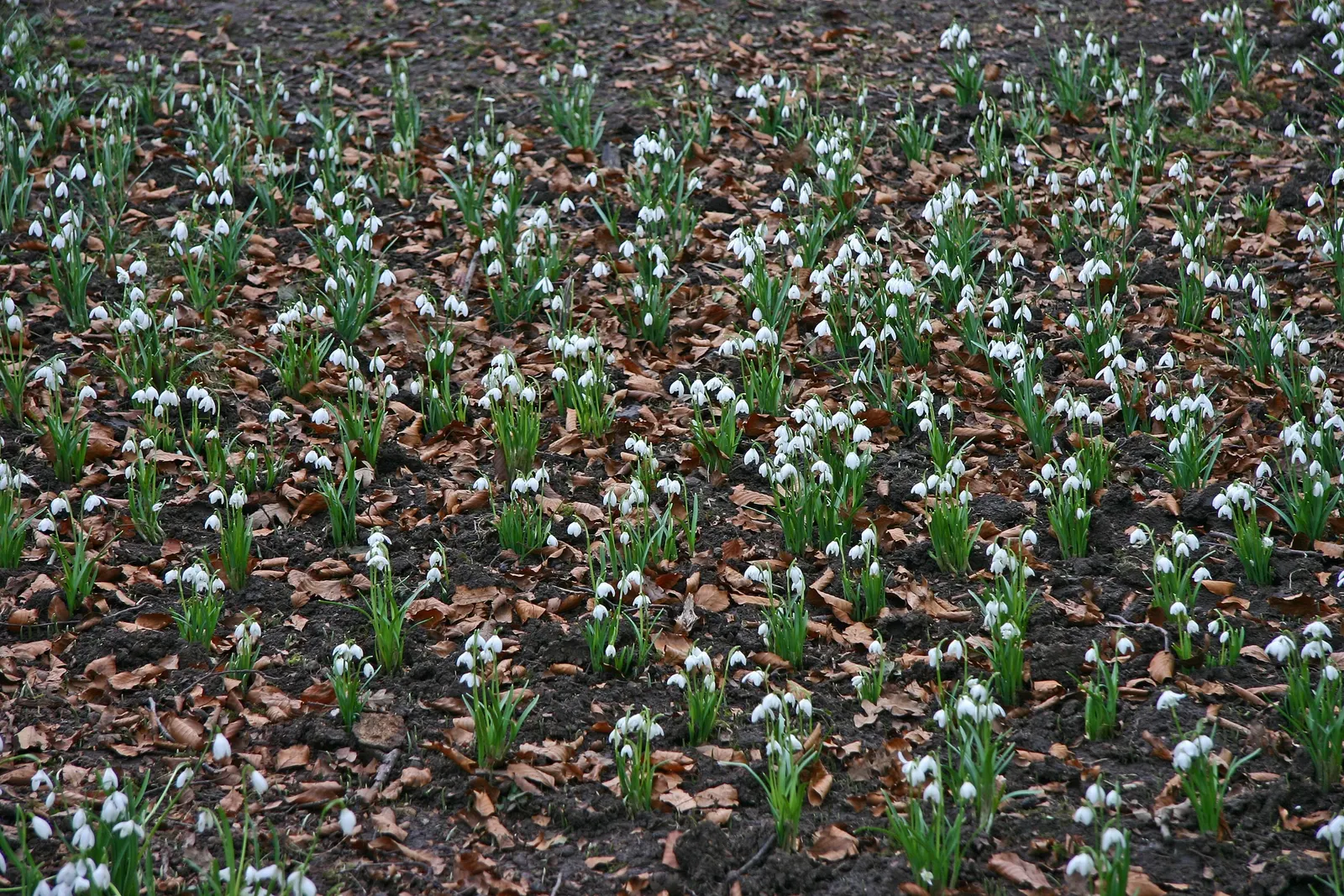 Giant Snow Drop (Galanthus Elwesii) — reaching heights of 6 to 8 inches