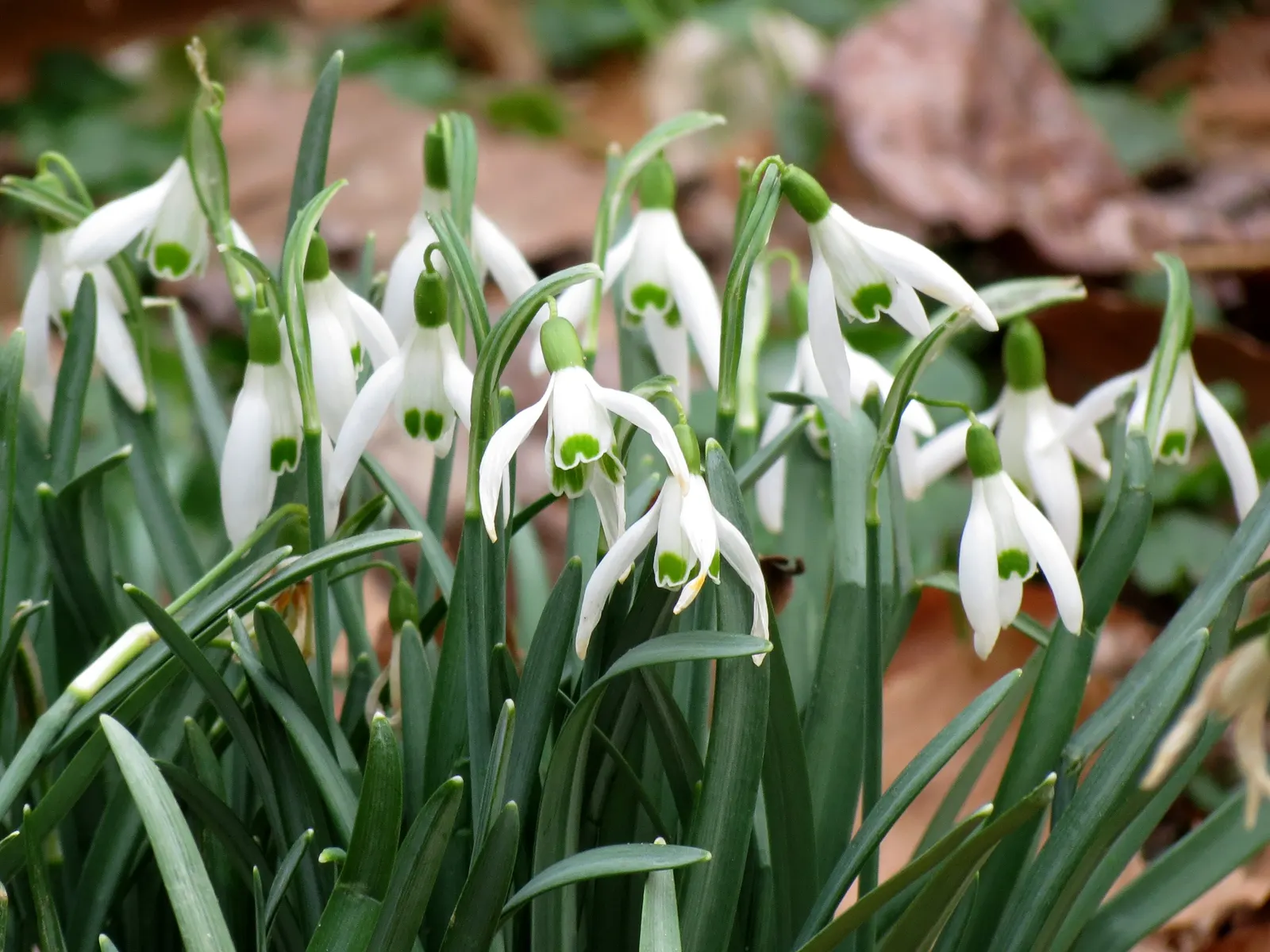 Giant Snow Drop (Galanthus Elwesii) — Galanthus elwesii thrives in USDA zones 3 through 9