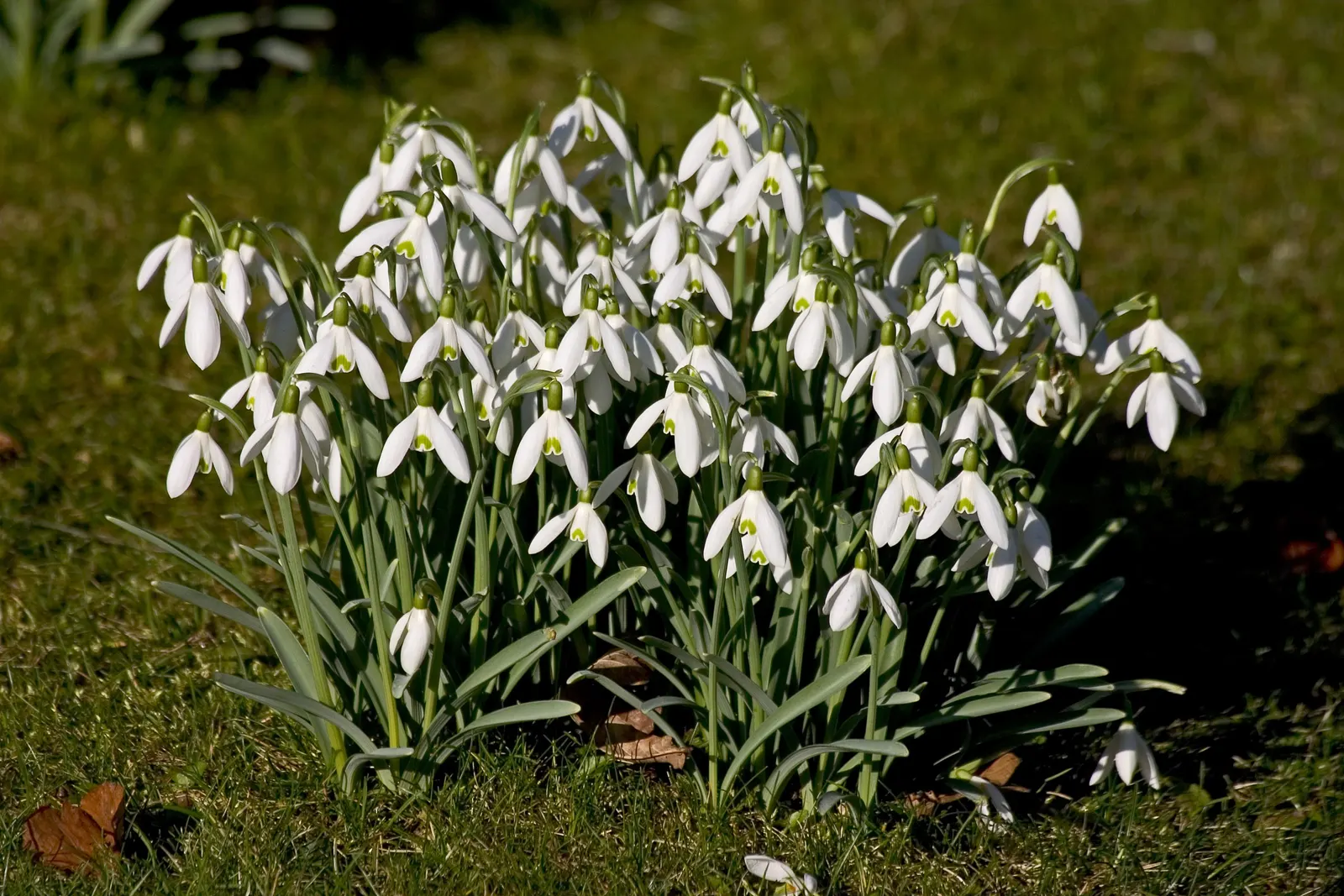 Giant Snow Drop (Galanthus Elwesii) — It is well-suited to naturalizing under deciduous trees; typically flowering from late winter to early spring