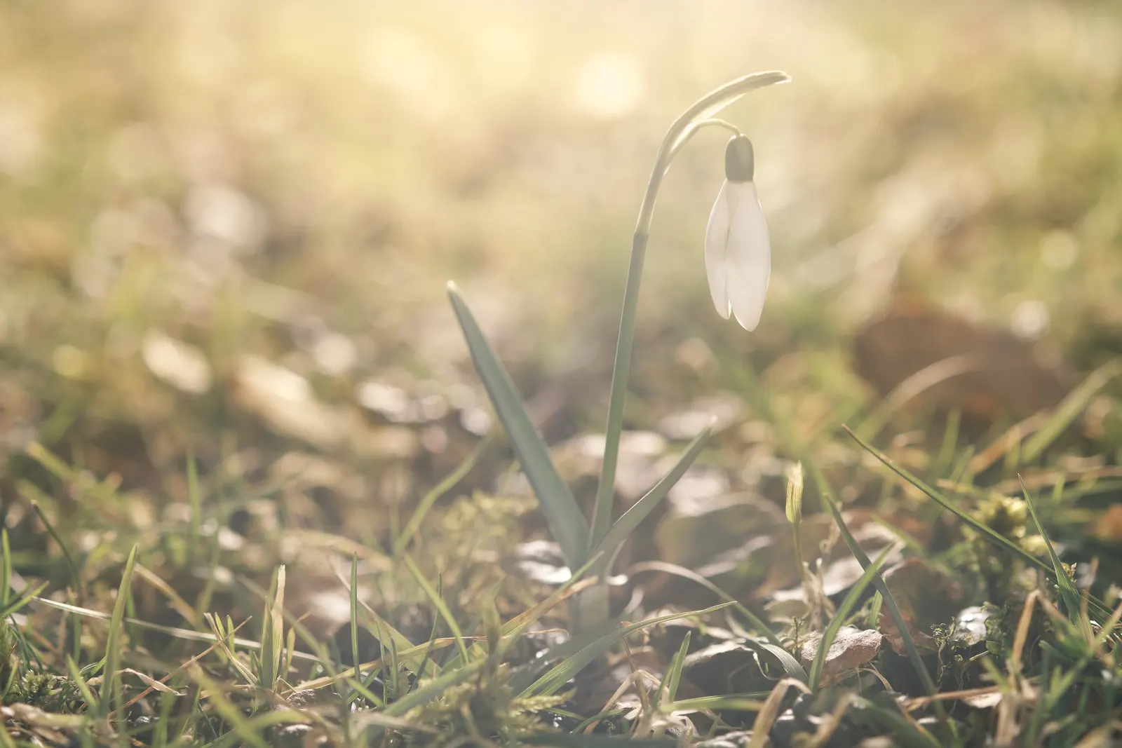Giant Snow Drop (Galanthus Elwesii) — is a captivating bulbous perennial that heralds the arrival of spring with its elegant; renowned for its, image 83