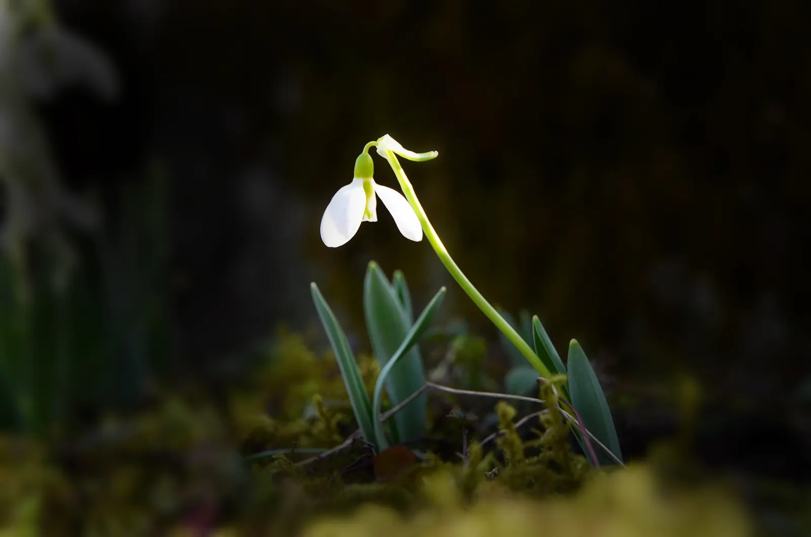 Giant Snow Drop (Galanthus Elwesii) — Renowned for its larger flowers; the Giant Snowdrop performs best in rich