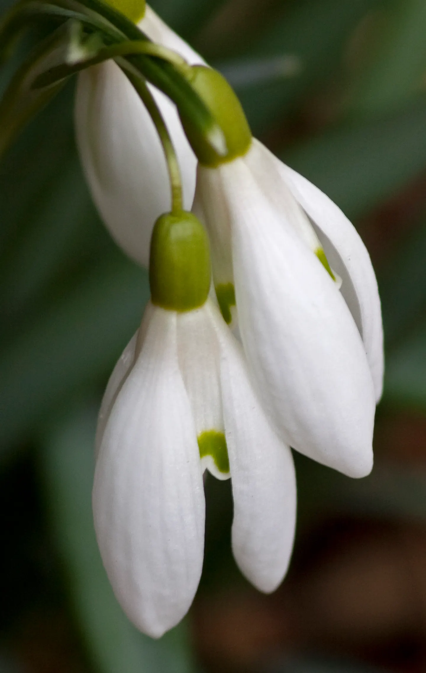Giant Snow Drop (Galanthus Elwesii) — preferring positions that receive partial to full shade; reaching heights of 6 to 8 inches