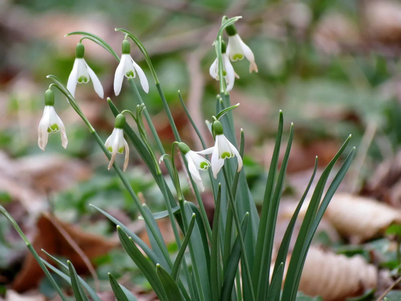 Giant Snow Drop (Galanthus Elwesii) — Ideally planted in clusters, it thrives in partial shade to full sunlight and well-drained soil; galanthus elwesii