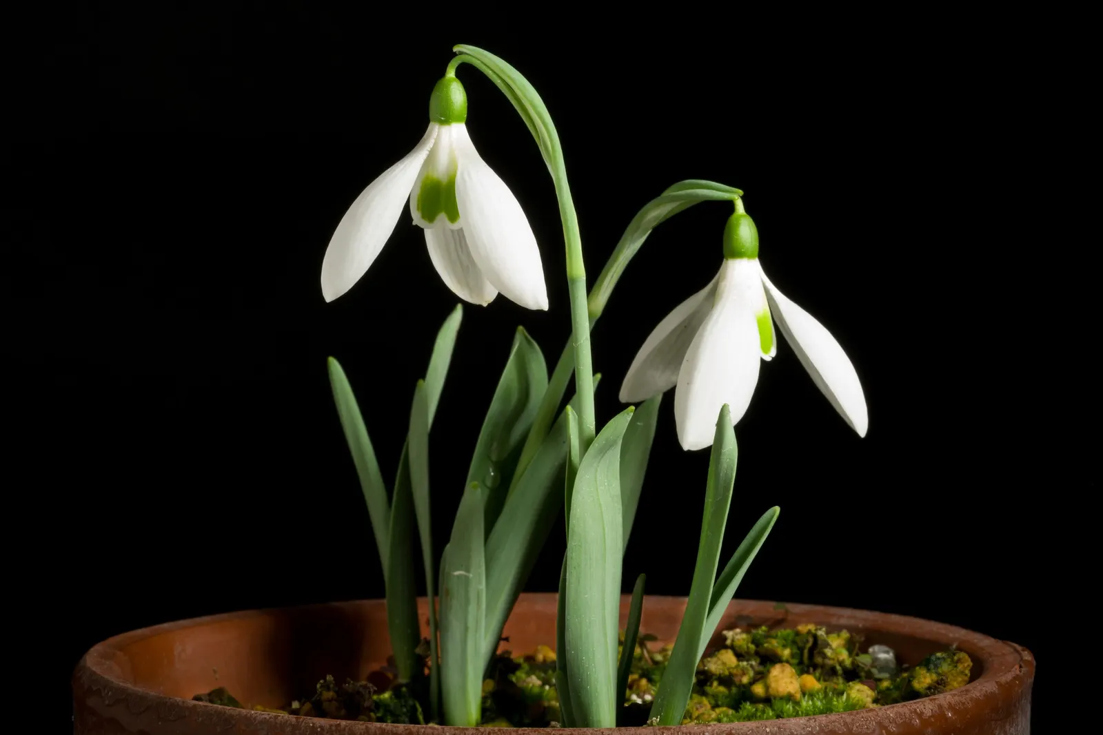 Giant Snow Drop (Galanthus Elwesii) — strap-shaped foliage spreads around 3 to 4 inches wide; ideally planted in clusters, it thrives in partial, image 62