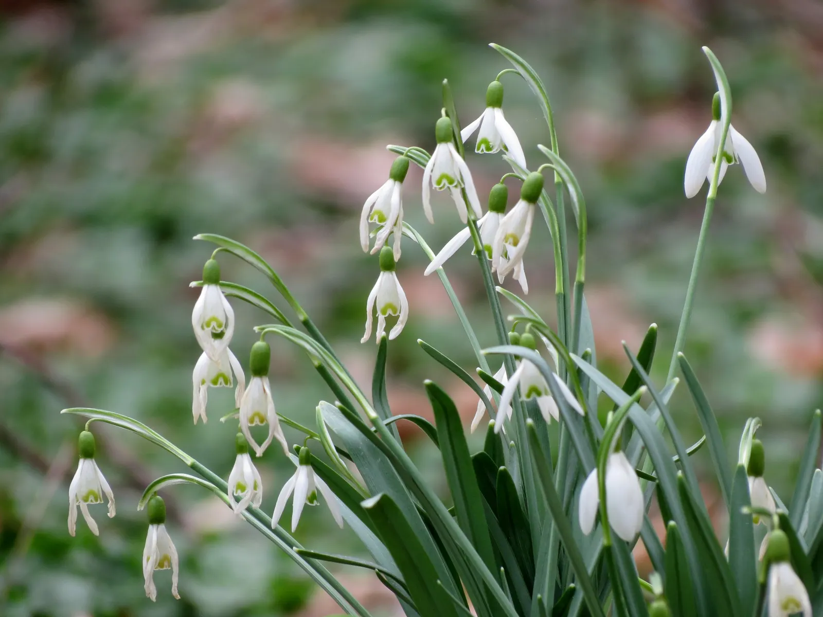Giant Snow Drop (Galanthus Elwesii) — bulb for full or half