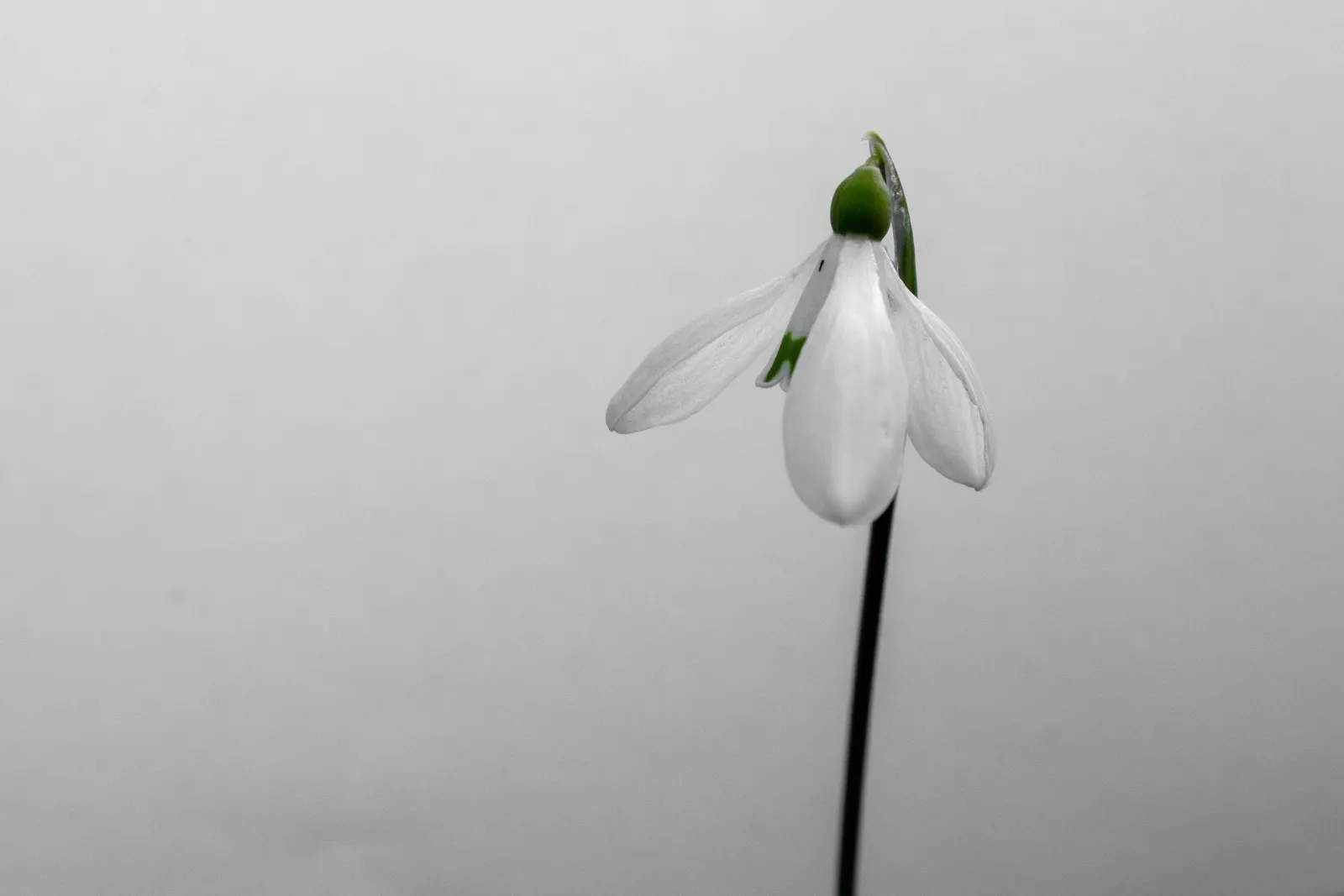 Giant Snow Drop (Galanthus Elwesii) — well-drained soil with a pH that ranges from neutral to slightly alkaline.<br><br>When designing a landscape; each petal