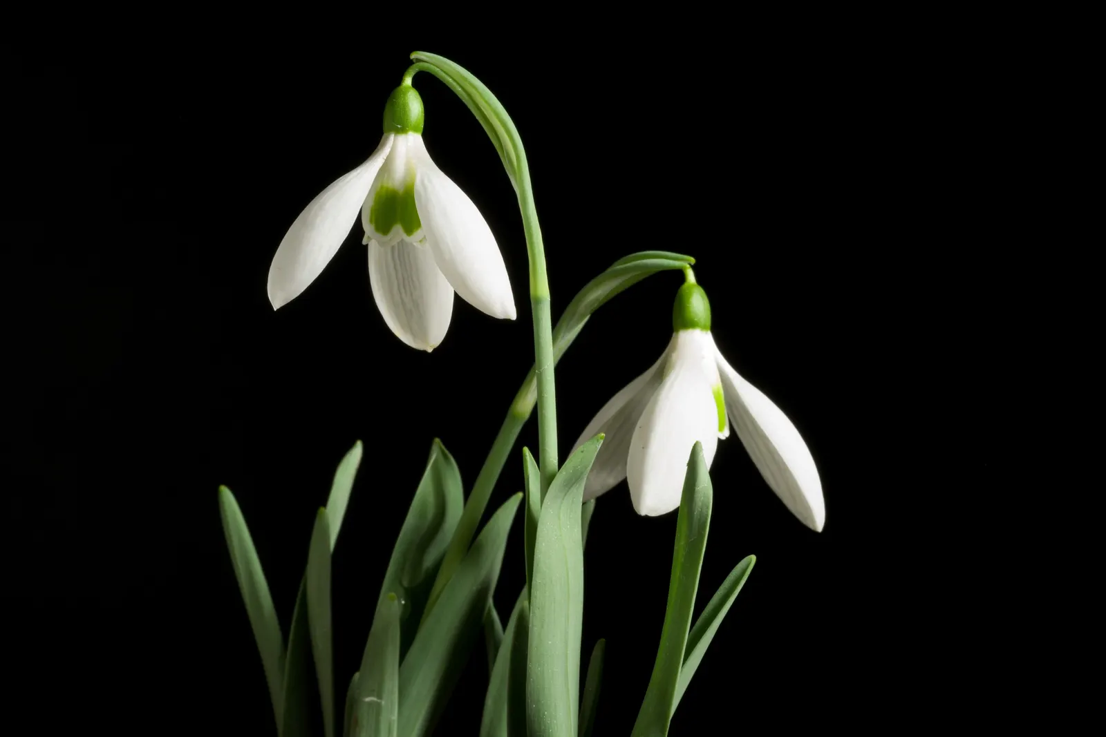 Giant Snow Drop (Galanthus Elwesii) — and can be an excellent choice for adding early color to woodland settings and other shaded garden areas; is, image 72
