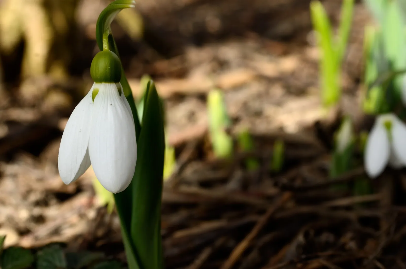 Giant Snow Drop (Galanthus Elwesii) — is a graceful early spring bulbous perennial