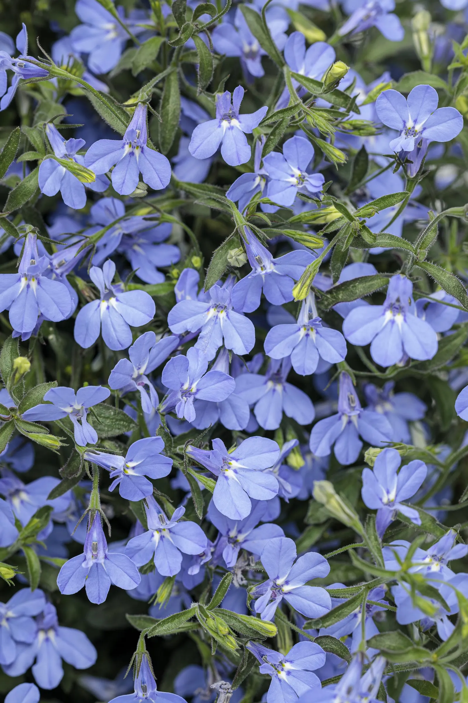 Sky Blue III Lobelia (Lobelia erinus) — It thrives in part sun to sun with average, well-drained soil and moderate watering, avoiding soggy roots; where mild