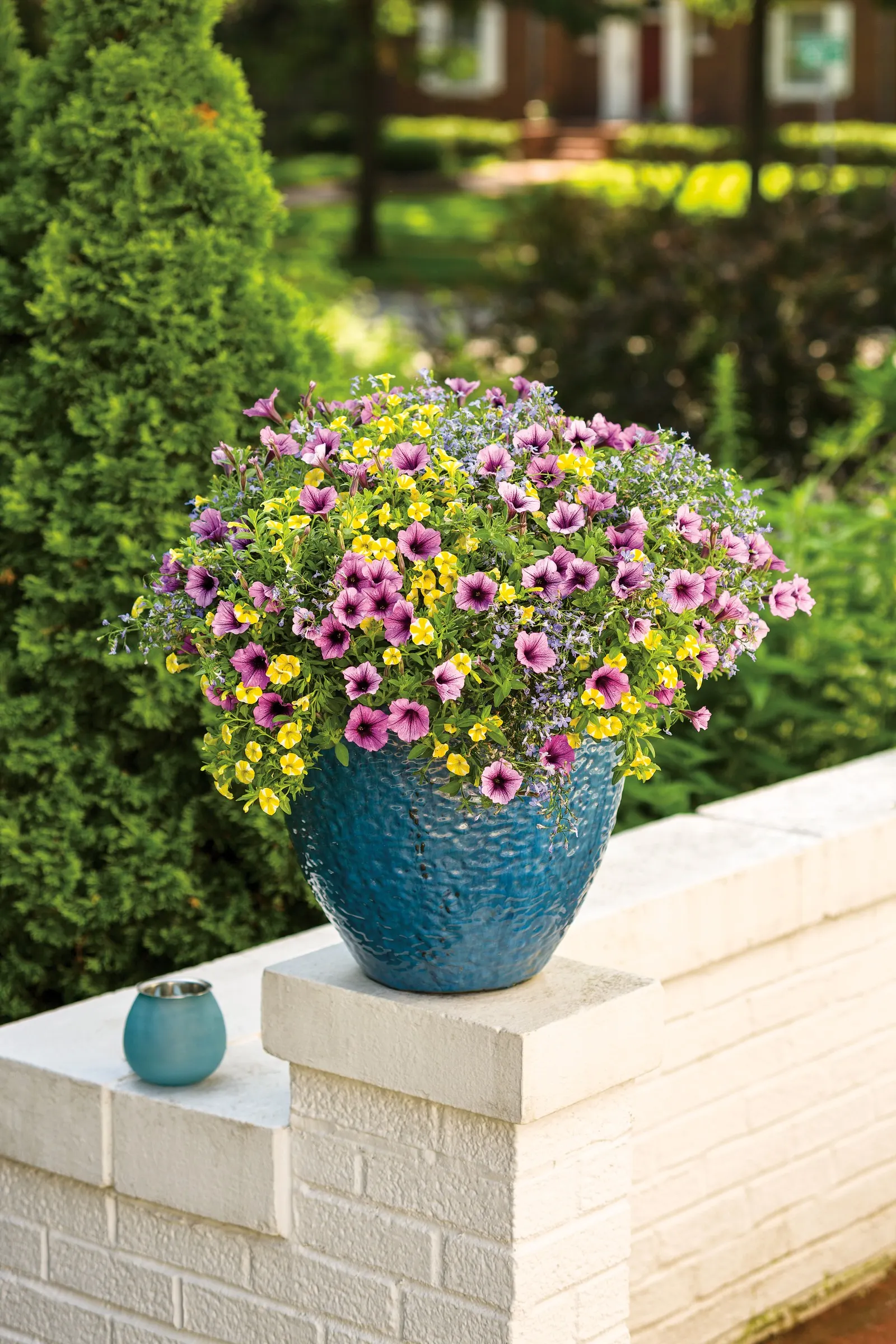 Sky Blue III Lobelia (Lobelia erinus) — Hardy in USDA Zones 9a-11b