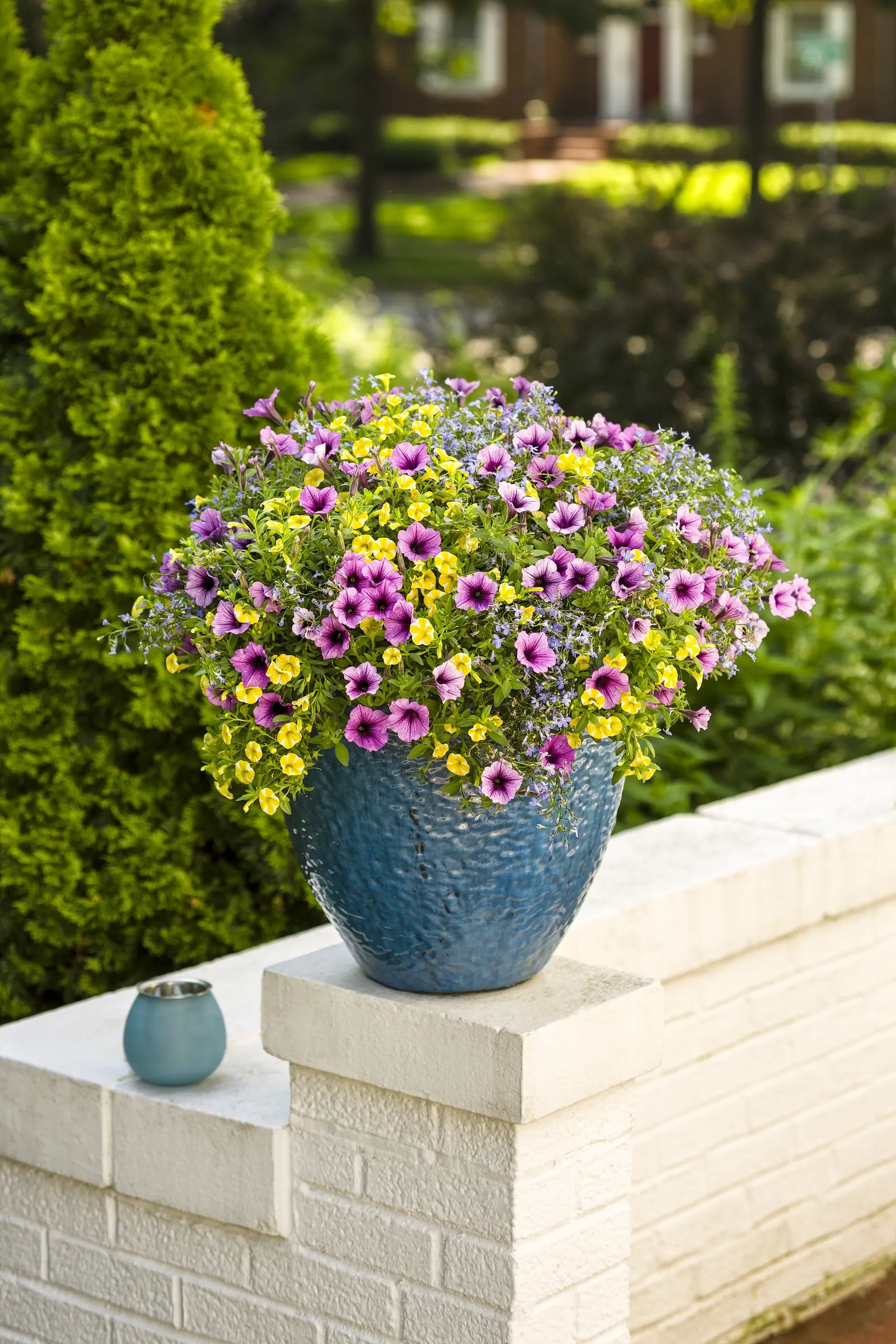 Bordeaux™ II Petunia — I pair any trim with a dose of water soluble fertilizer to provide instant energy to help kickstart new growth