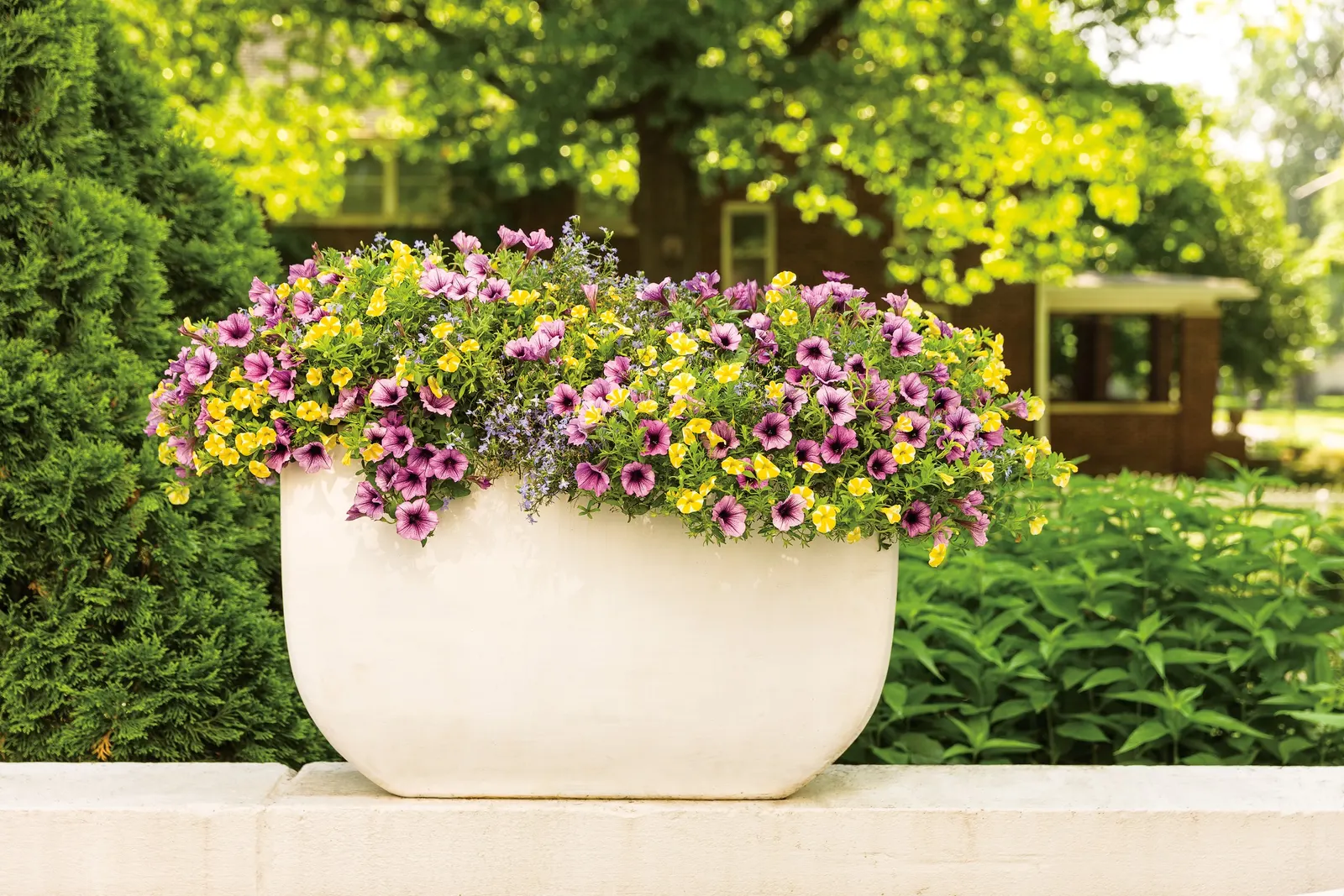 Bordeaux™ II Petunia — You may repeat the trim as needed through the season