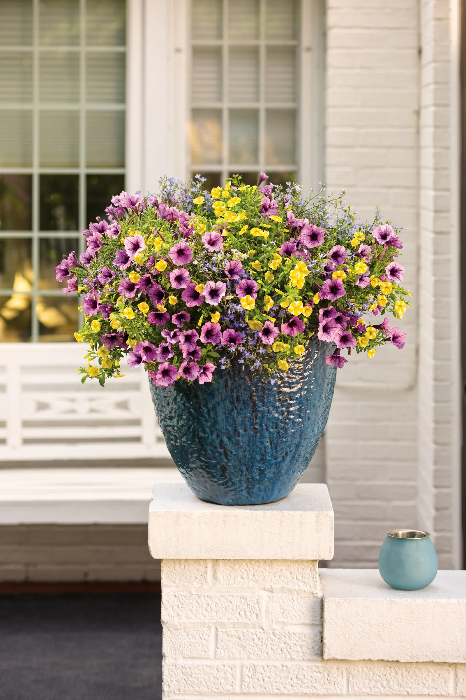 Sky Blue III Lobelia (Lobelia erinus) — luminous quality that feels especially welcome among hotter summer colors